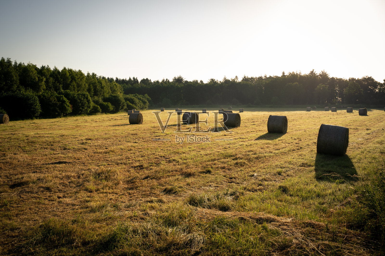 日出时，田野上有许多干草捆照片摄影图片