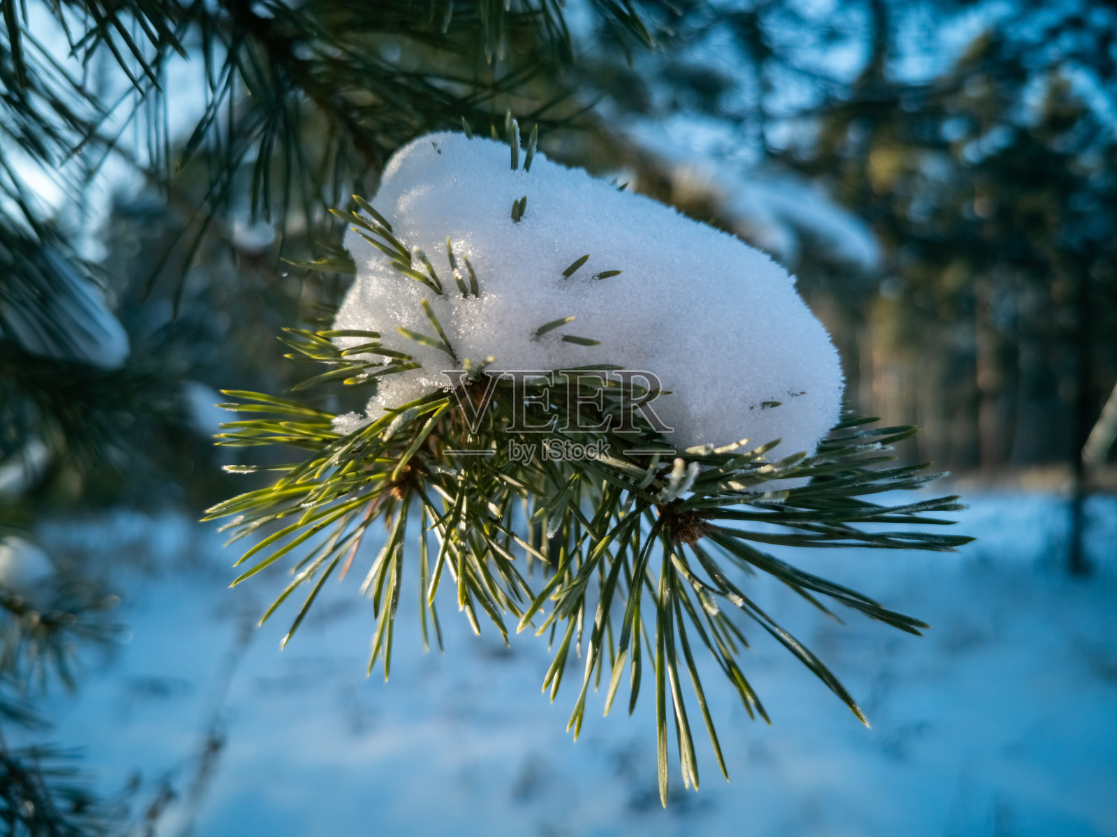 被阳光照亮的松枝上覆盖着积雪。森林里寒冷晴朗的冬日照片摄影图片