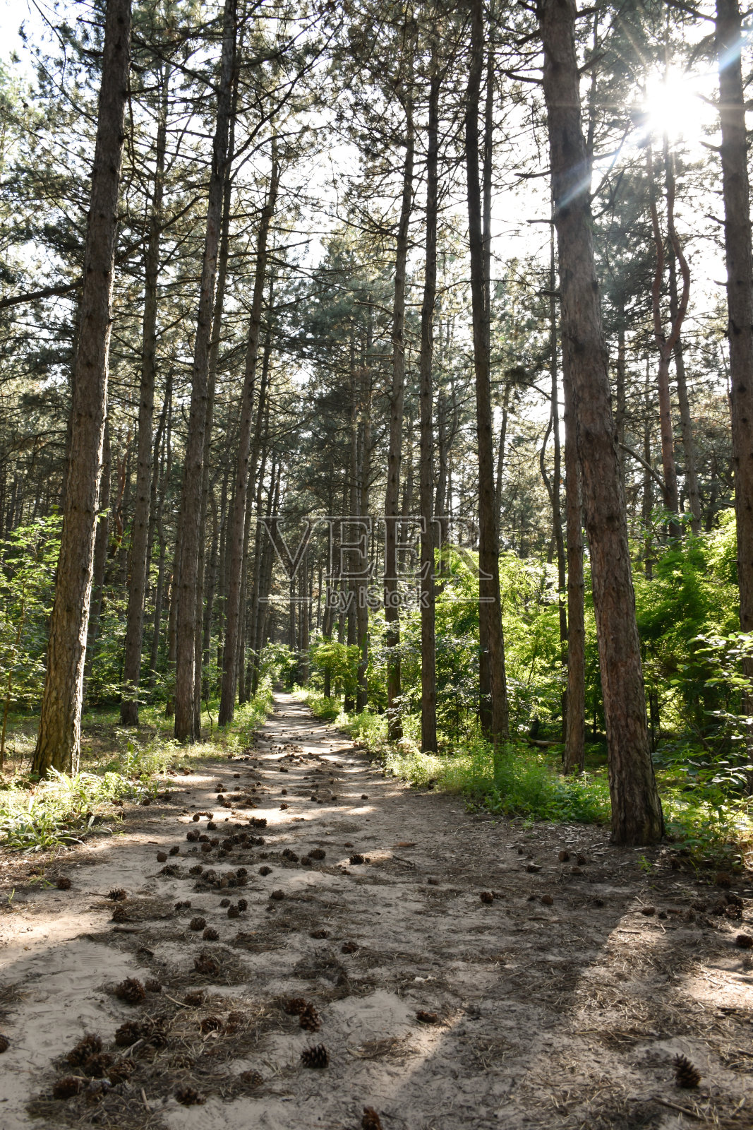 阳光透过高大的松树照射下来。照片摄影图片