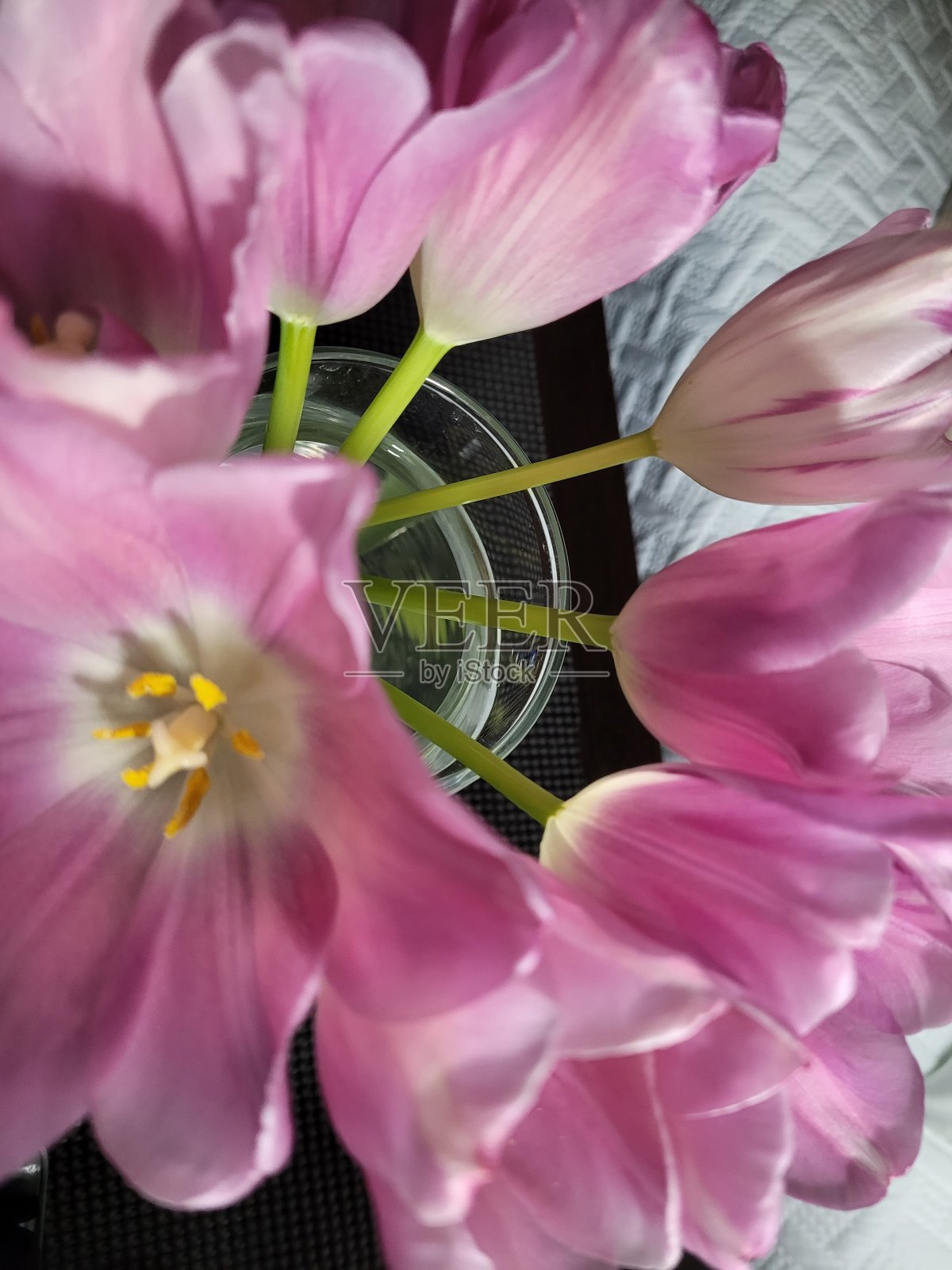 郁金香特写照片摄影图片