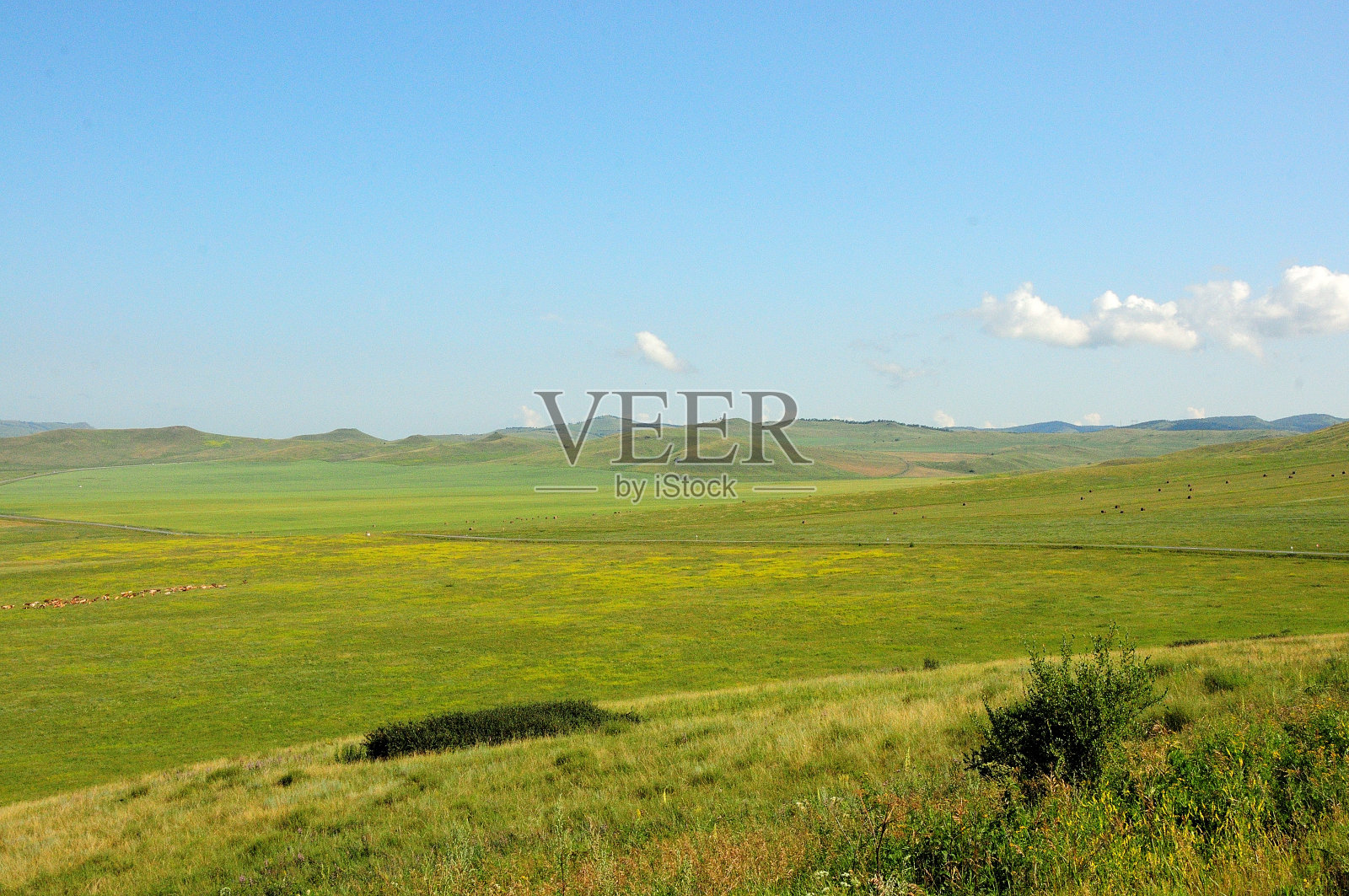 夏季蔚蓝的天空下，白色的积云笼罩着肥沃的牧场。照片摄影图片