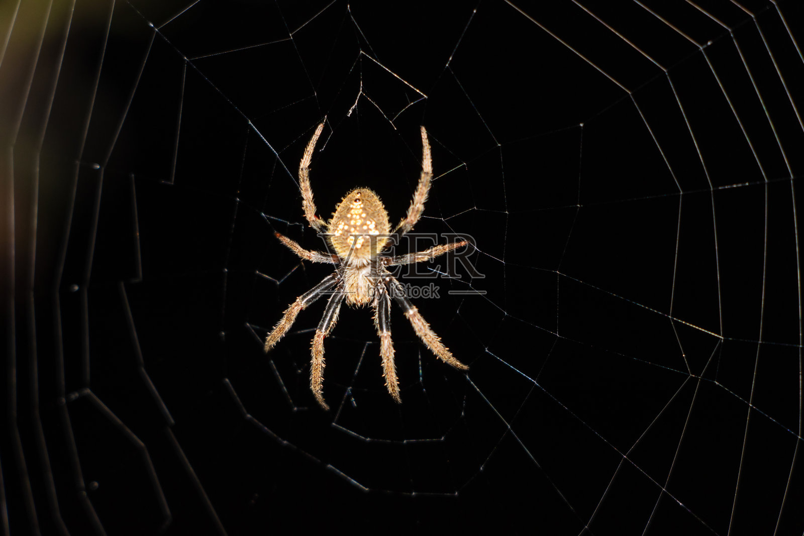 棕色的蜘蛛在夜里织网照片摄影图片