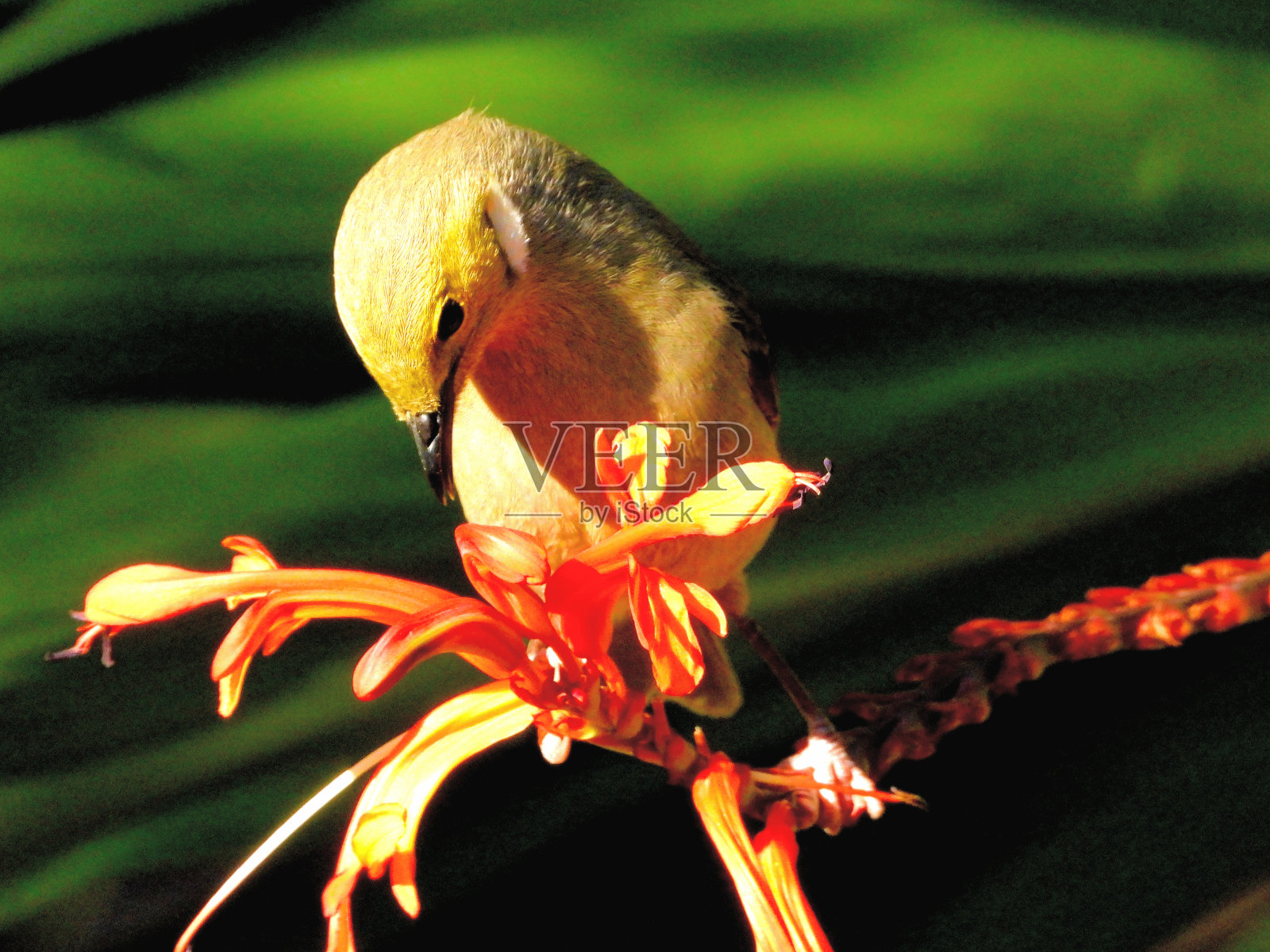 Barmah,维多利亚,澳大利亚照片摄影图片