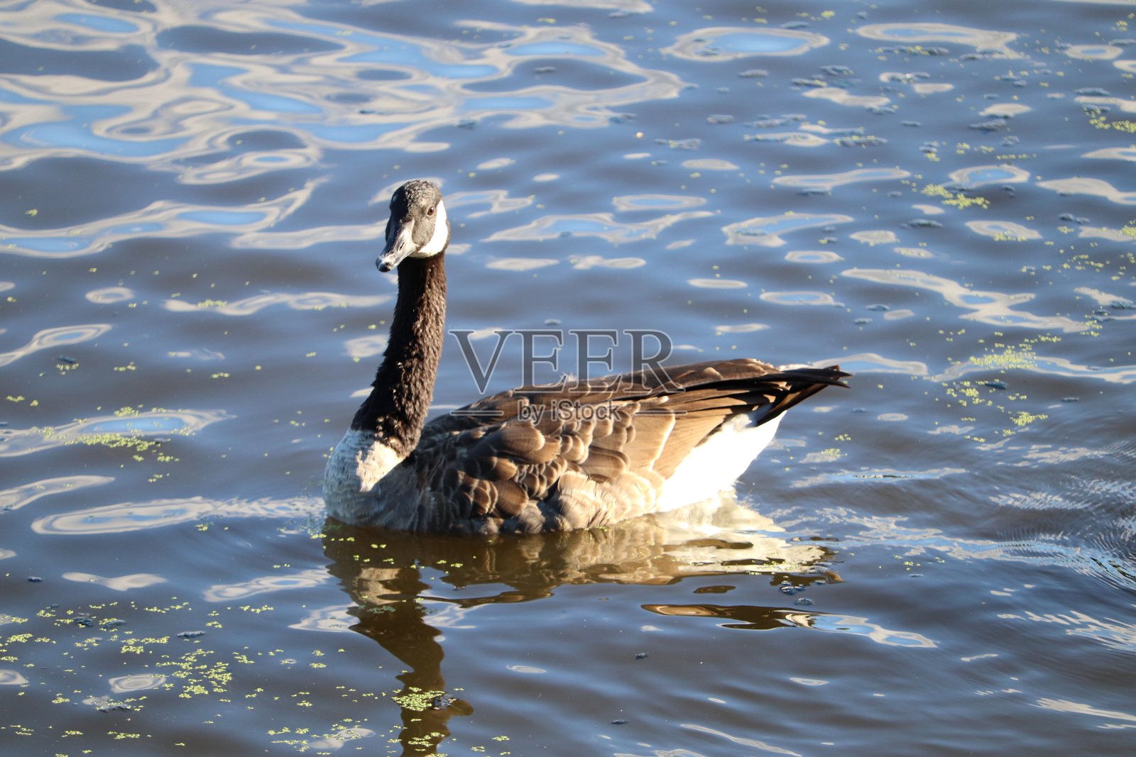 池塘里的鹅照片摄影图片