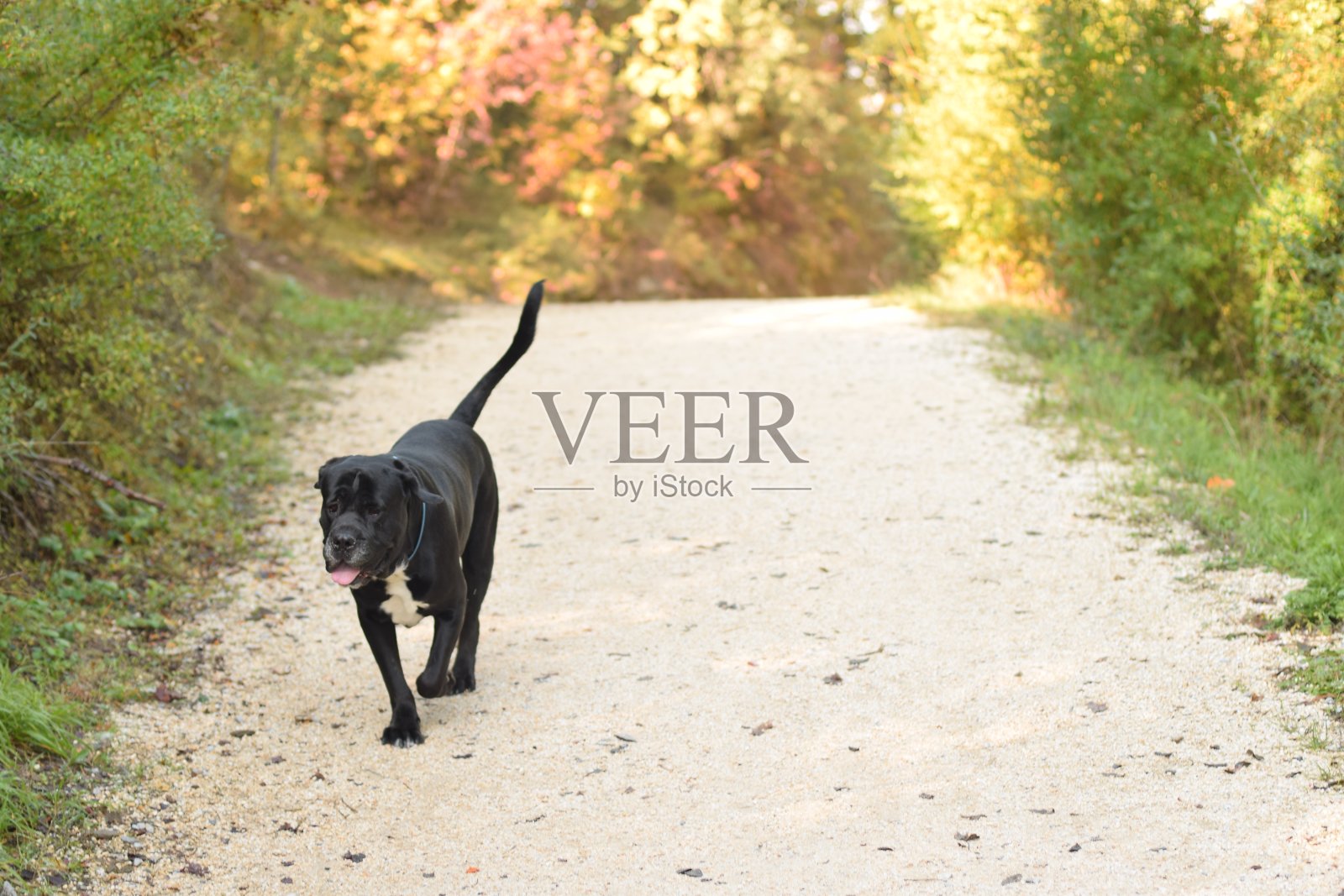 狗跑照片摄影图片