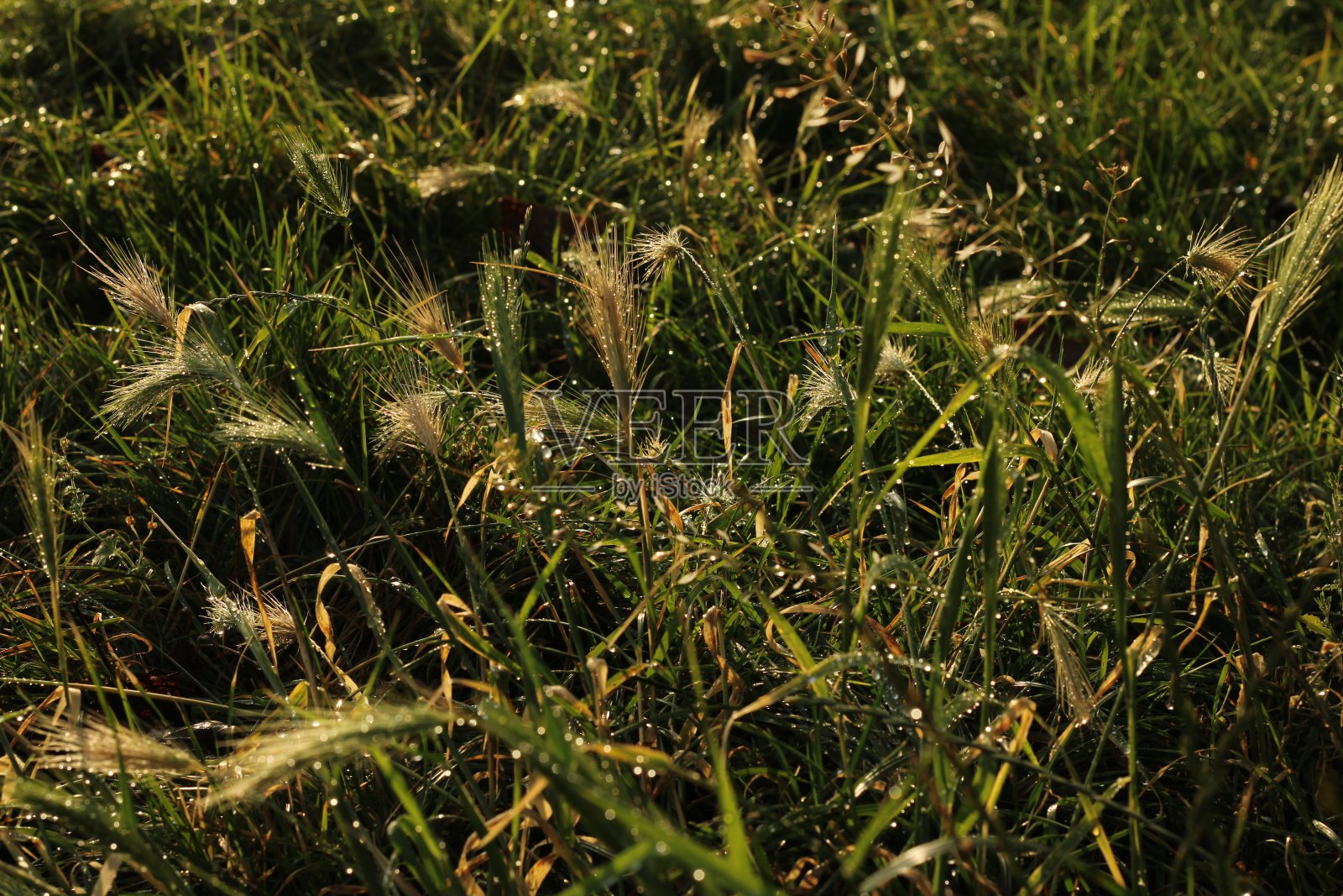 青葱杂草假大麦照片摄影图片