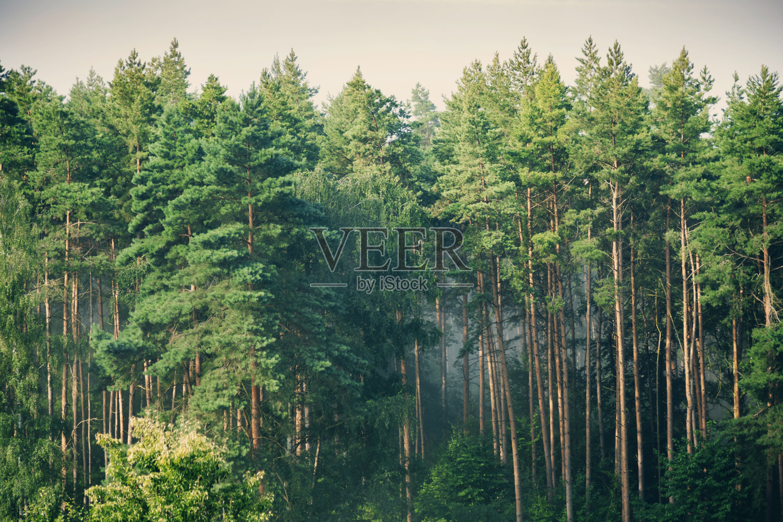 森林风景照片摄影图片