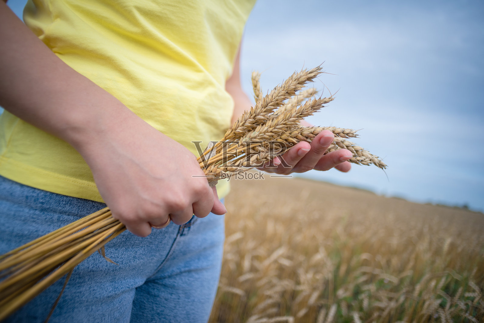 小麦。照片摄影图片