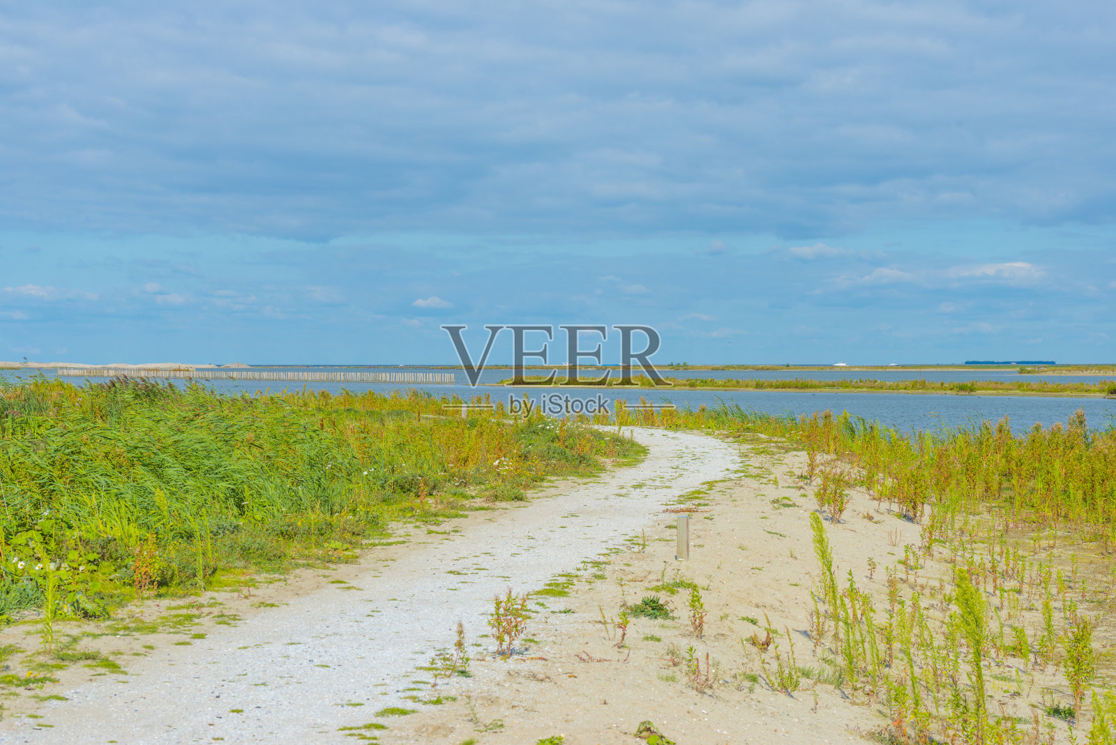 一个岛屿湿地自然保护区的入口，在夏天蔚蓝的天空下，有野花、香蒲和芦苇沿着湖照片摄影图片