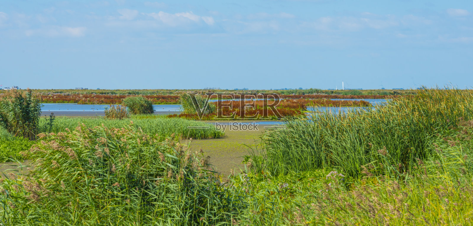 一个岛屿湿地自然保护区的入口，在夏天蔚蓝的天空下，有野花、香蒲和芦苇沿着湖照片摄影图片