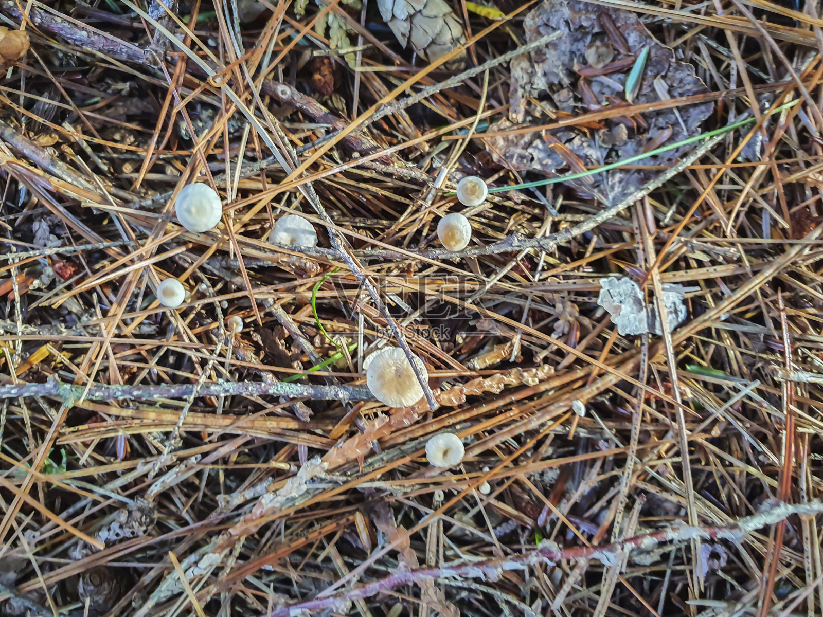 白色的小蘑菇照片摄影图片