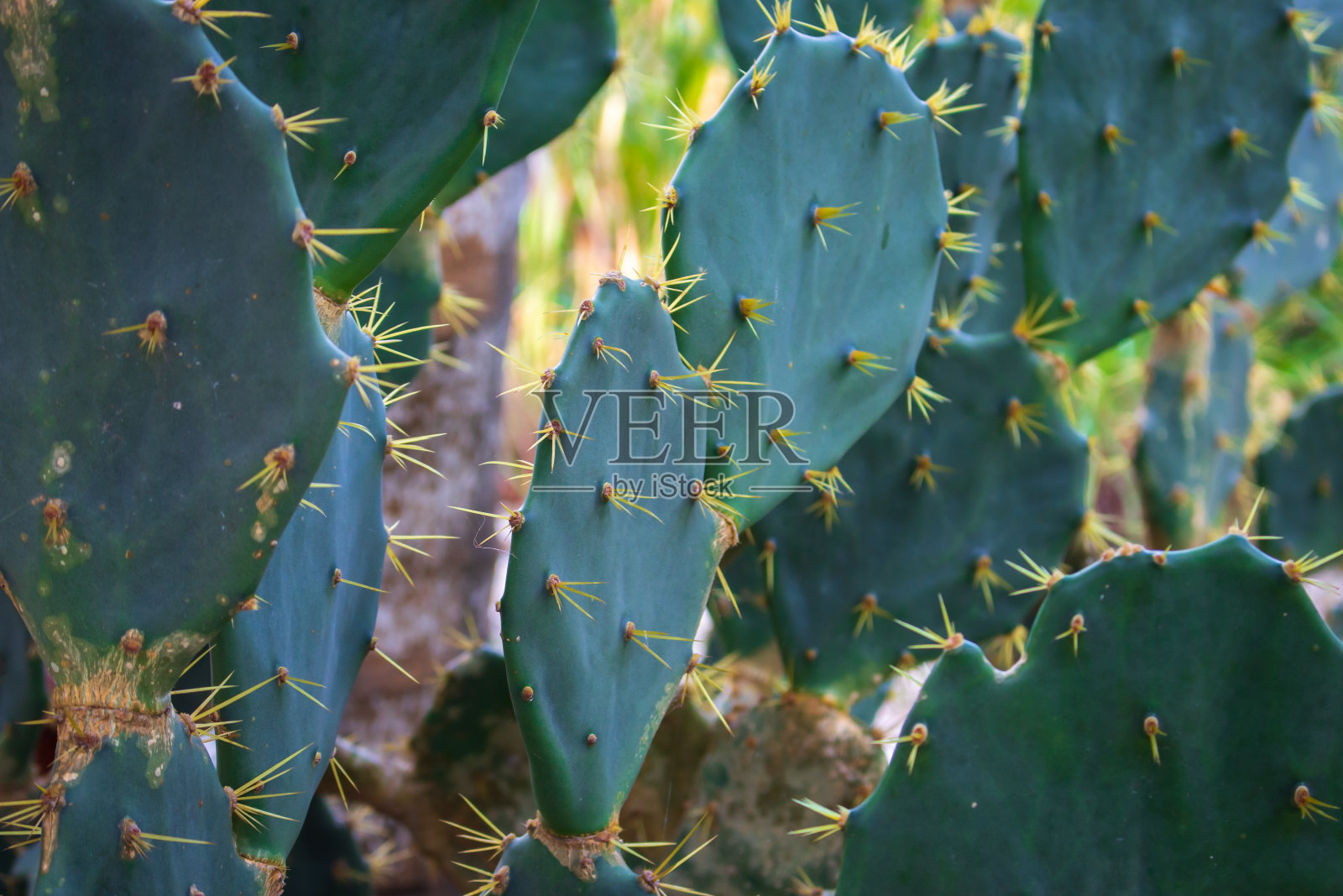 多刺的仙人掌靠近。有刺的绿色仙人掌。热带植物,宏。花园中的多汁龙舌兰。热带自然，近距离观察。照片摄影图片