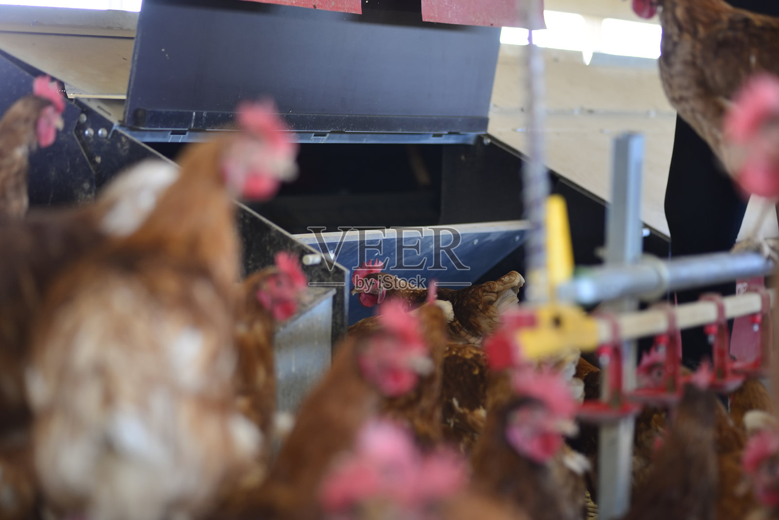 鸡:农场上的家养或自制的产蛋母鸡。照片摄影图片