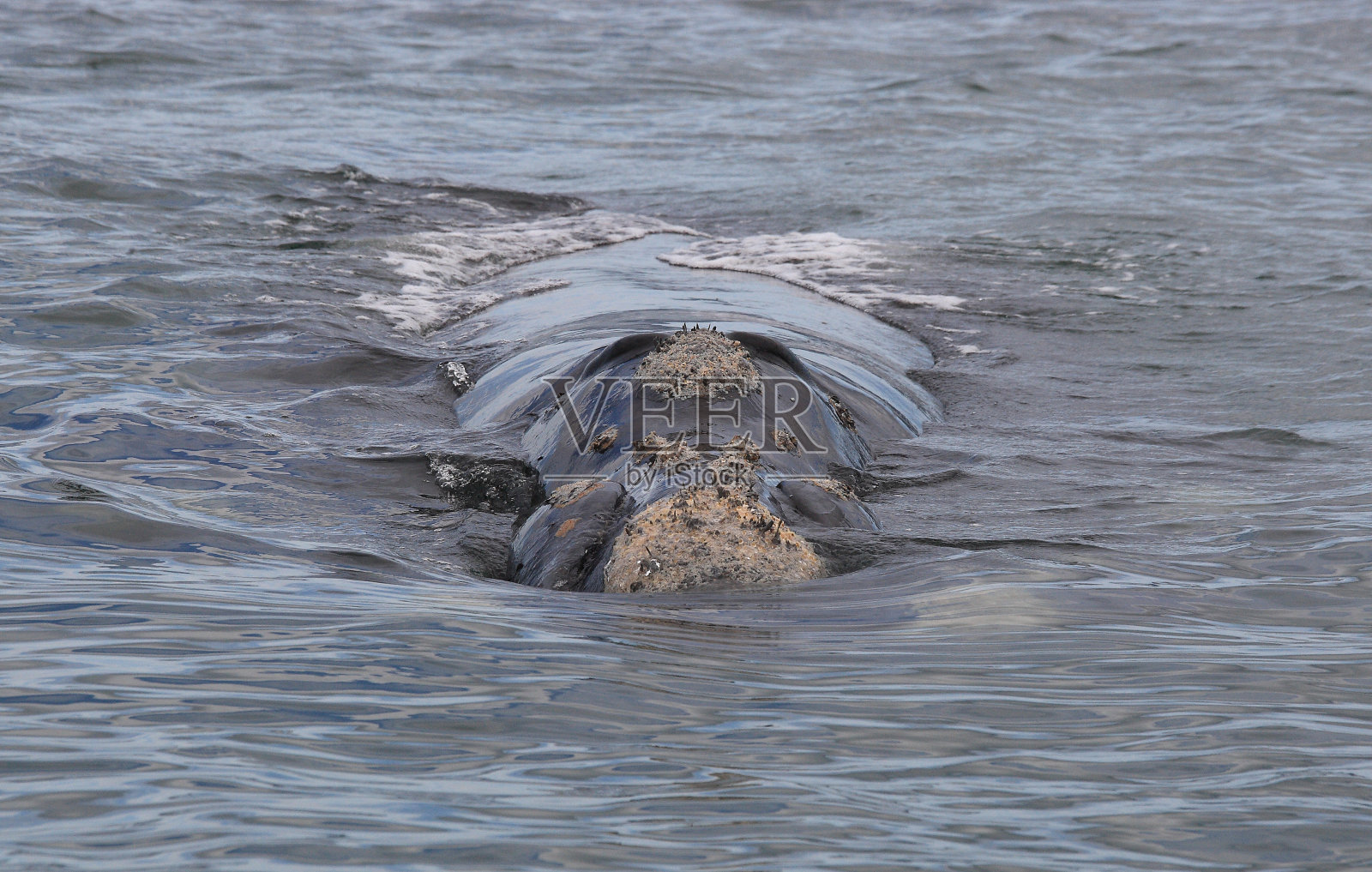 南非福斯湾，南露脊鲸的正面特写照片摄影图片
