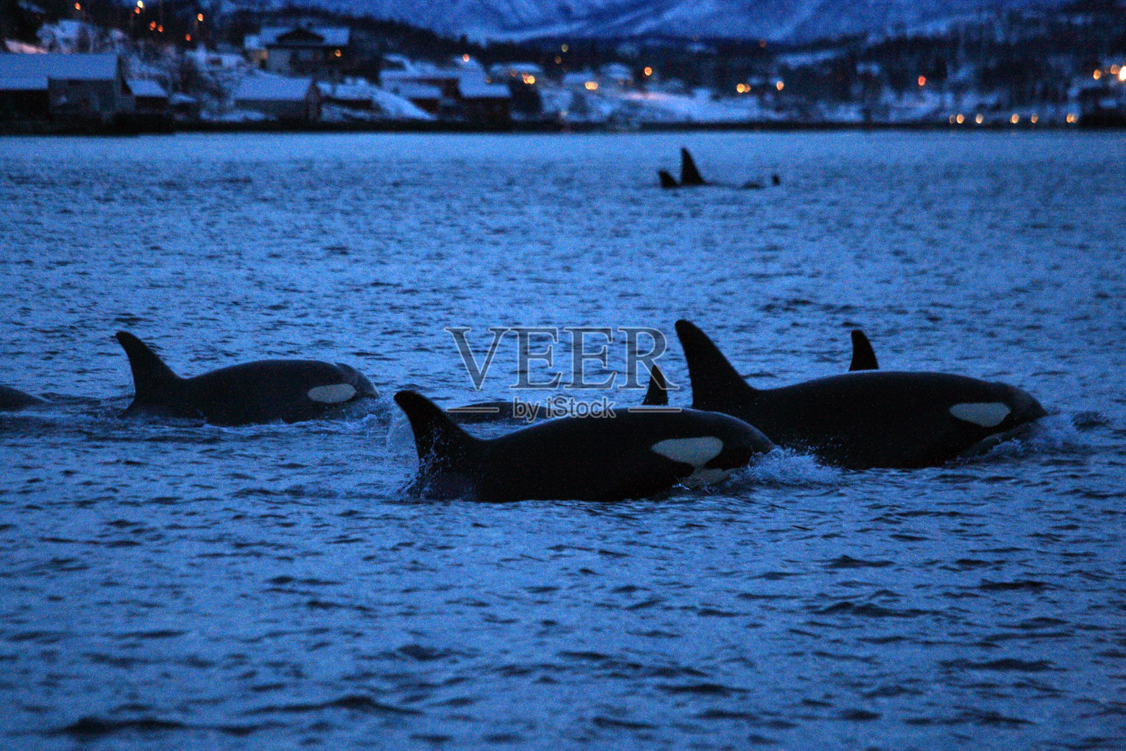 在挪威特罗姆瑟附近的峡湾遇到逆戟鲸或虎鲸照片摄影图片