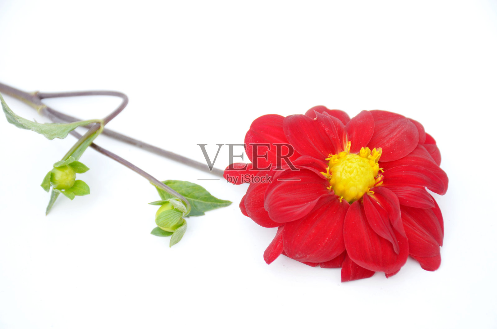 美丽的红色大丽花花叶和分枝孤立在白色的背景。照片摄影图片