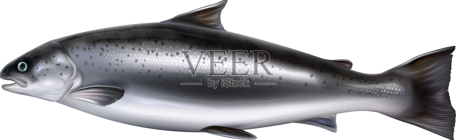 整条鲑鱼现实孤立插画图片素材