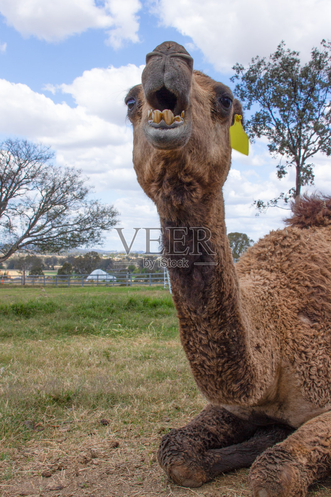骆驼张着嘴仰望天空的特写。露出牙齿。跪下来。蓝天白云。澳大利亚布里斯班昆士兰。照片摄影图片