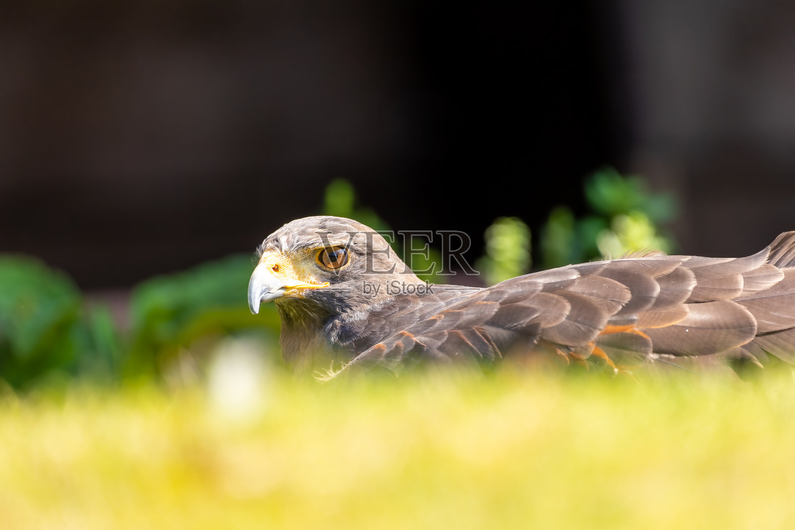 在一个阳光灿烂的夏天，一只鹰躺在草地上。照片摄影图片
