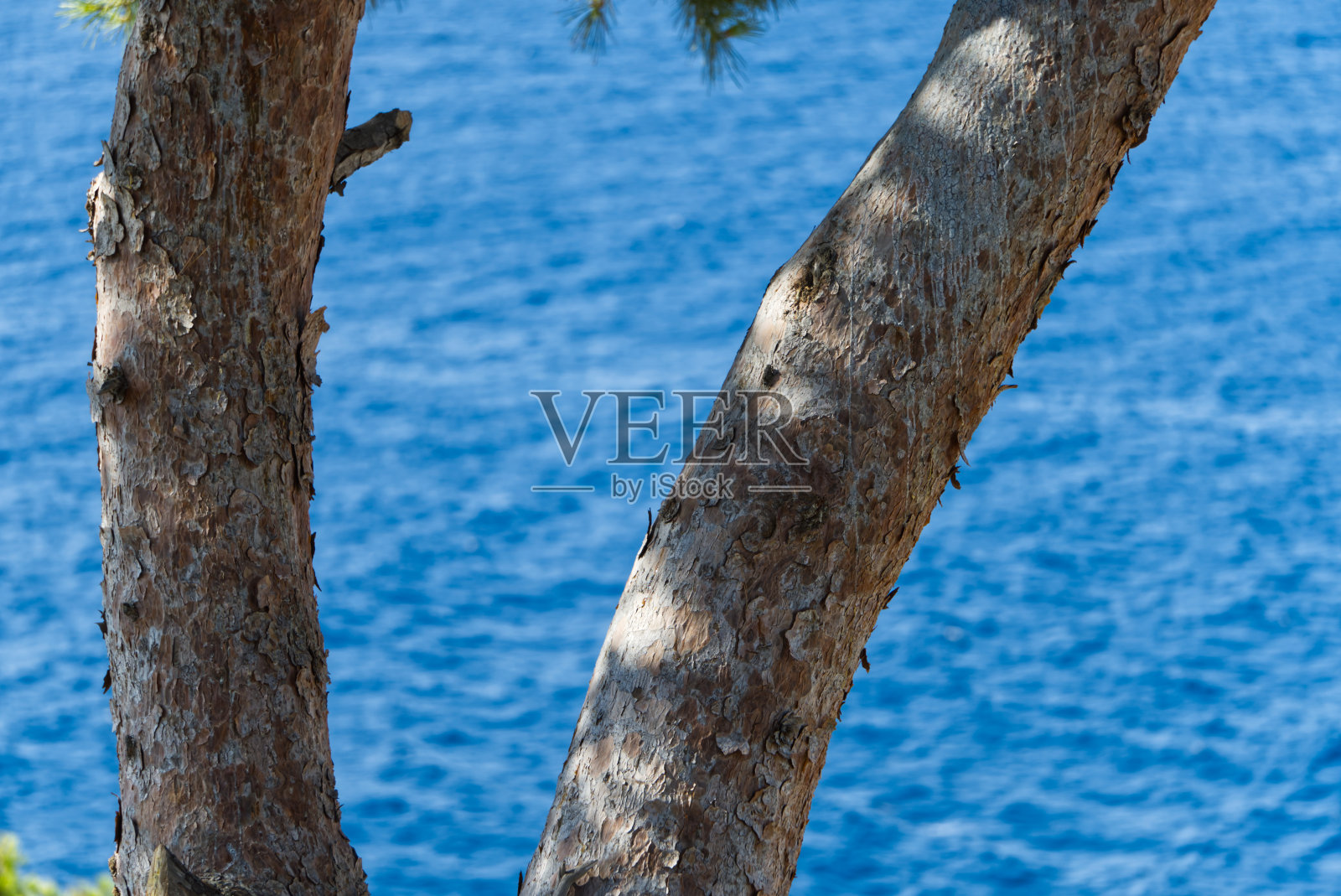 松枝后面是海景照片摄影图片