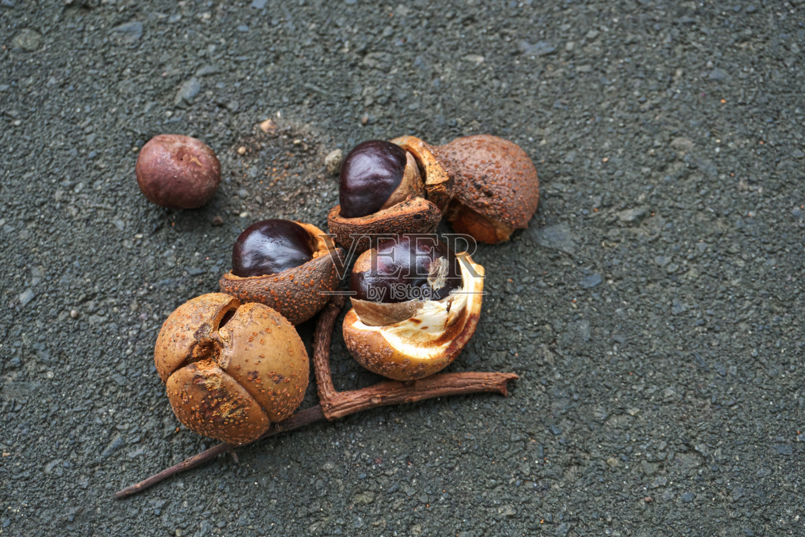 栗照片摄影图片