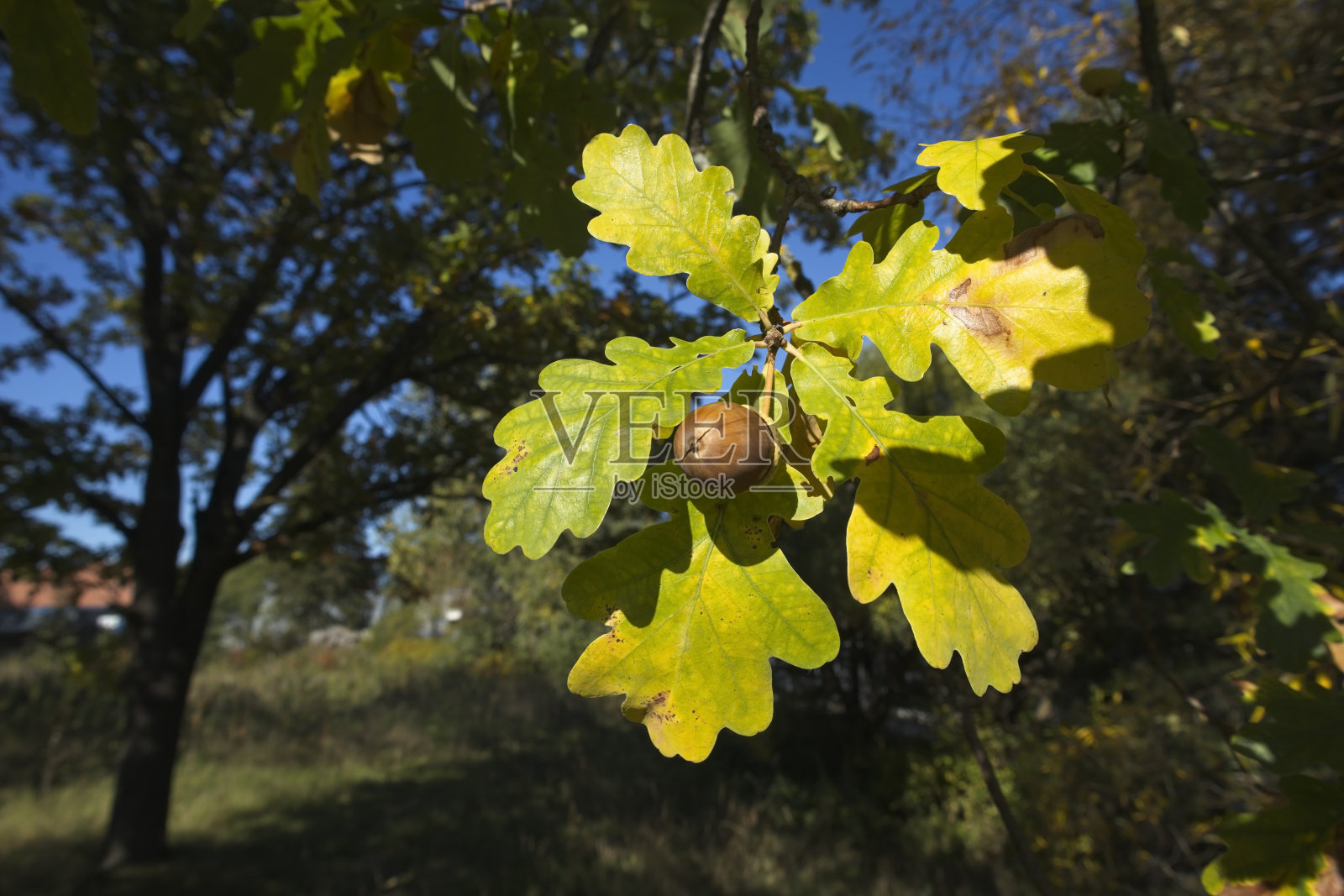橡树在秋天叶子和橡子照片摄影图片