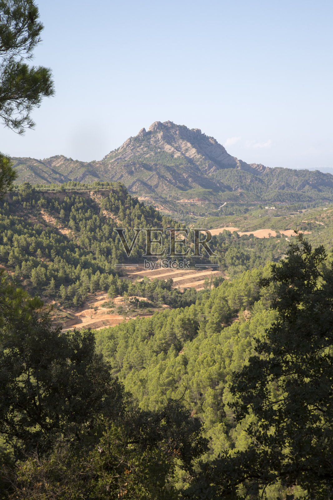 港口国家公园的松树;塔拉戈纳照片摄影图片