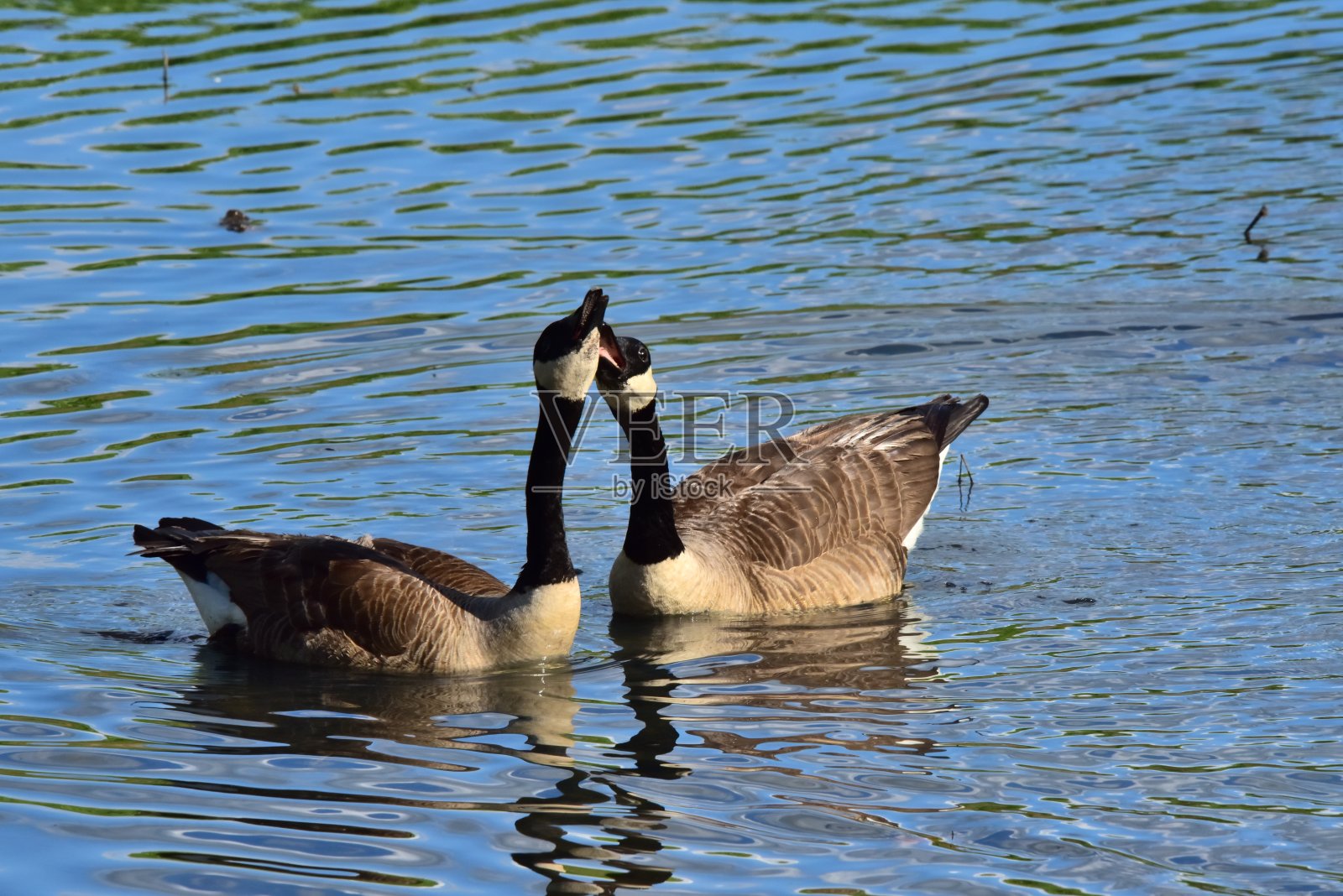 成年加拿大鹅相互作用照片摄影图片