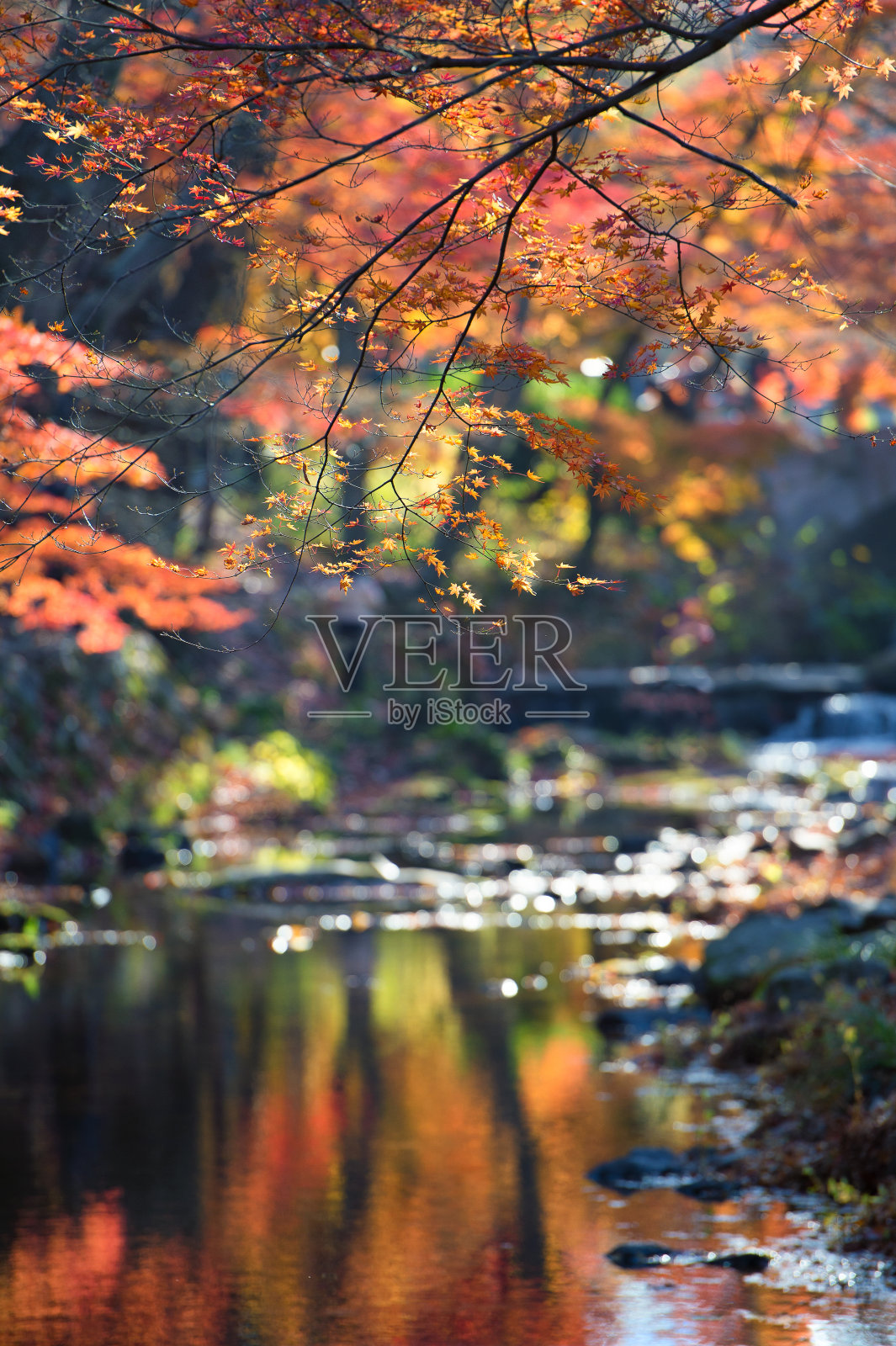 秋天照片摄影图片