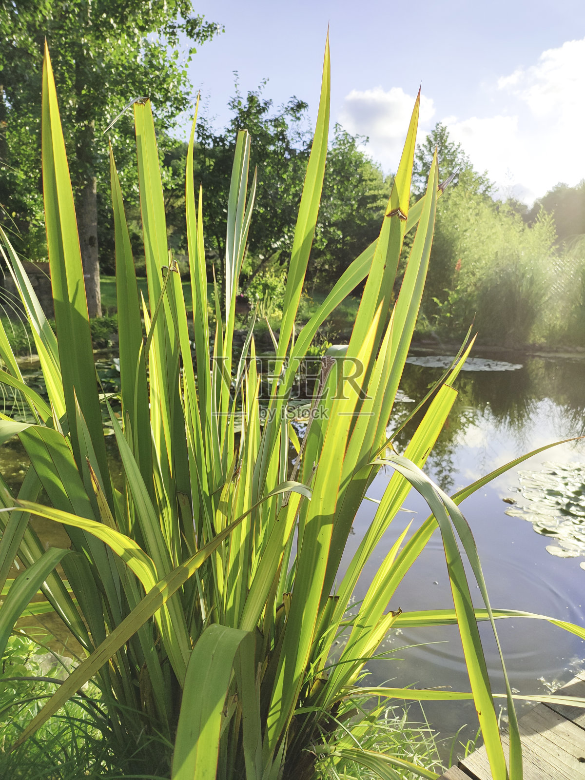 湖边的植物和睡莲照片摄影图片