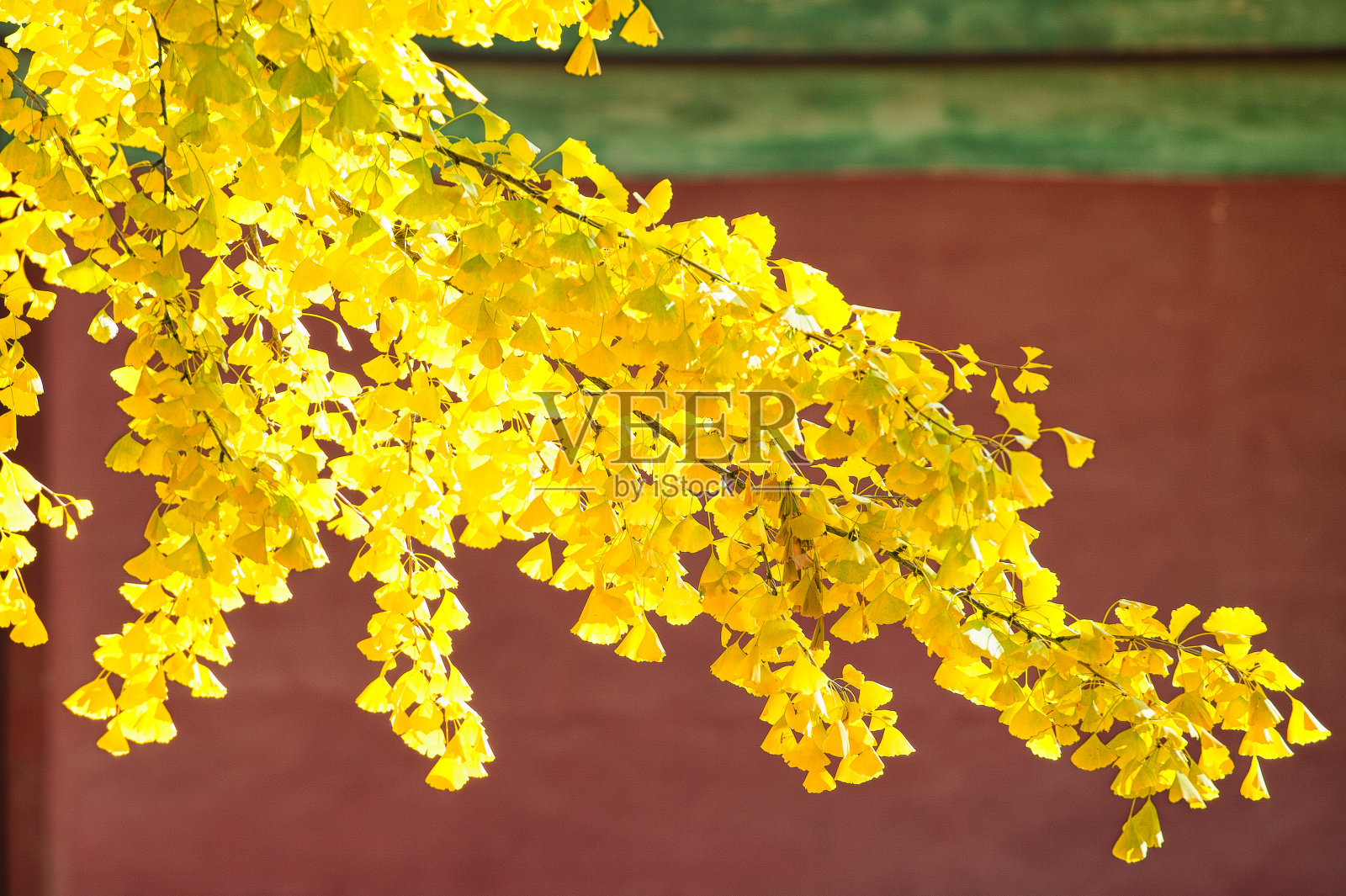 秋天在韩国照片摄影图片