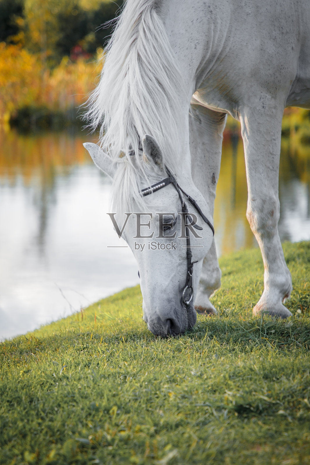 一匹白马在草地上吃草照片摄影图片