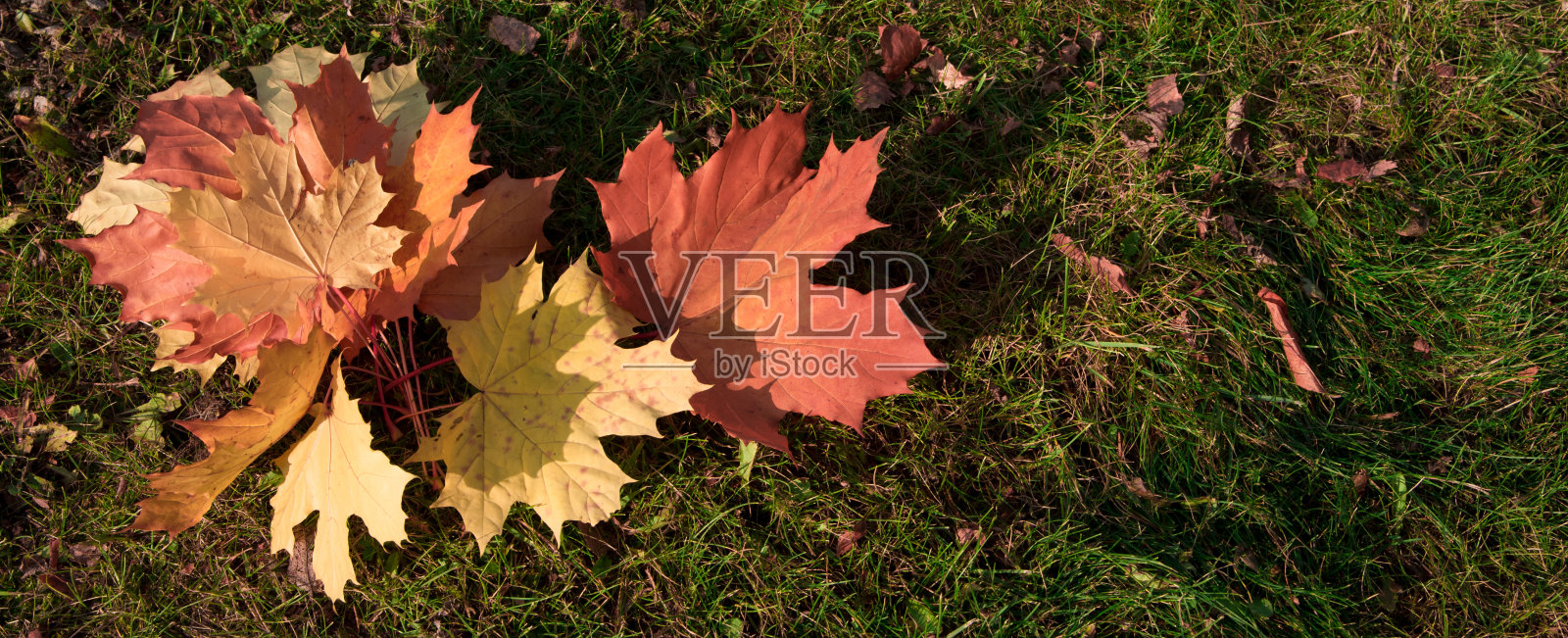 绿草上黄色和红色枫叶的花束。秋季自然概念与文本复制空间。你好,秋天的生活方式。和平与爱以自然构图照片摄影图片