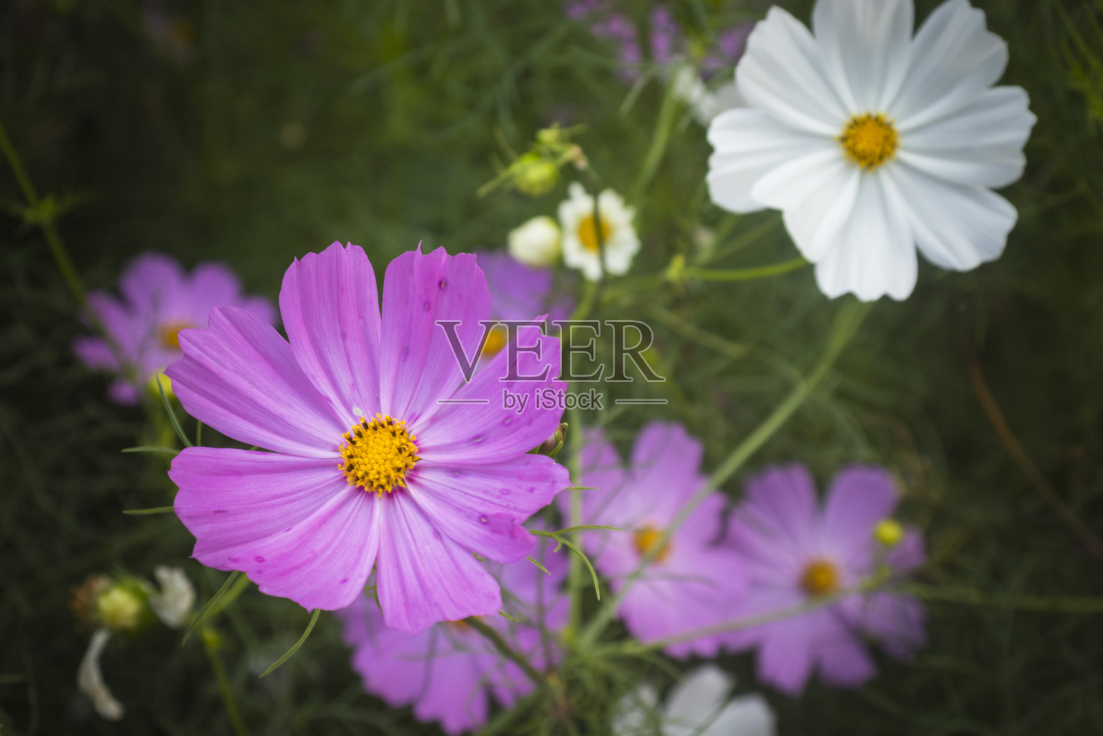 花园里的美丽花朵照片摄影图片