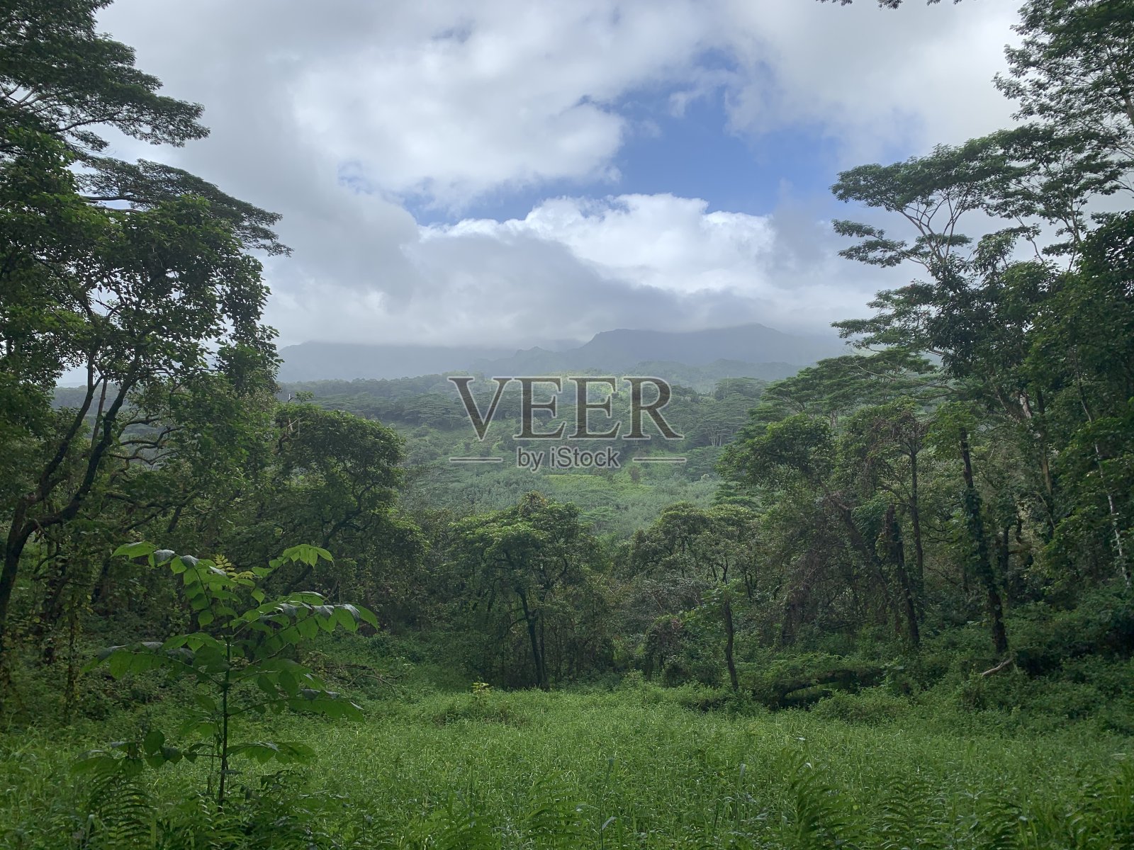 考艾岛的夏威夷丛林景观照片摄影图片