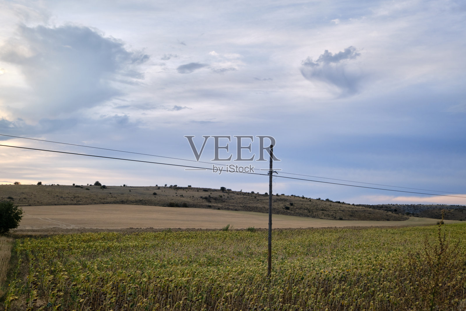 夏日里准备收割的向日葵田照片摄影图片