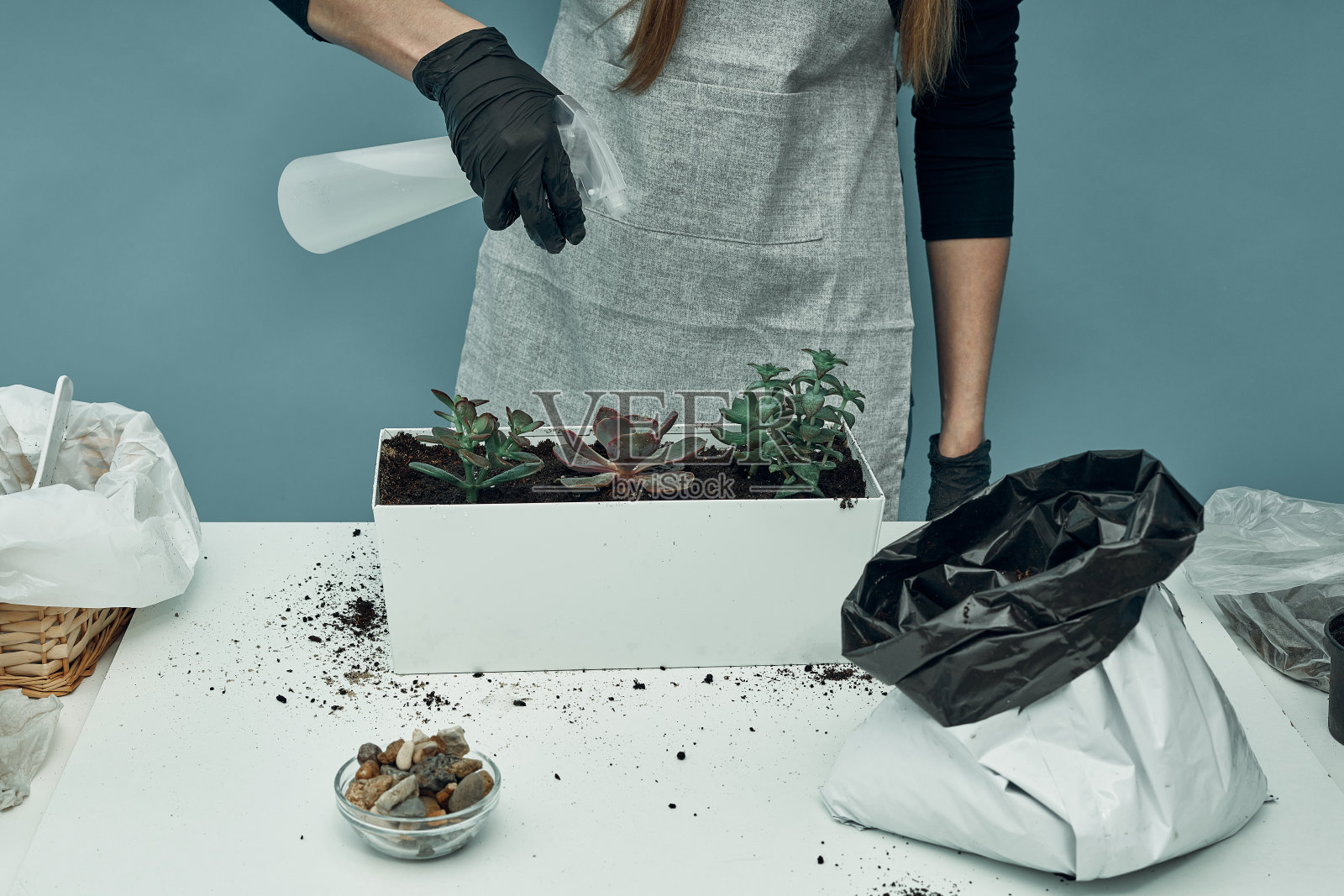 女孩在土壤和花盆里种植室内植物和花卉。植物护理和维护。的爱好。照片摄影图片