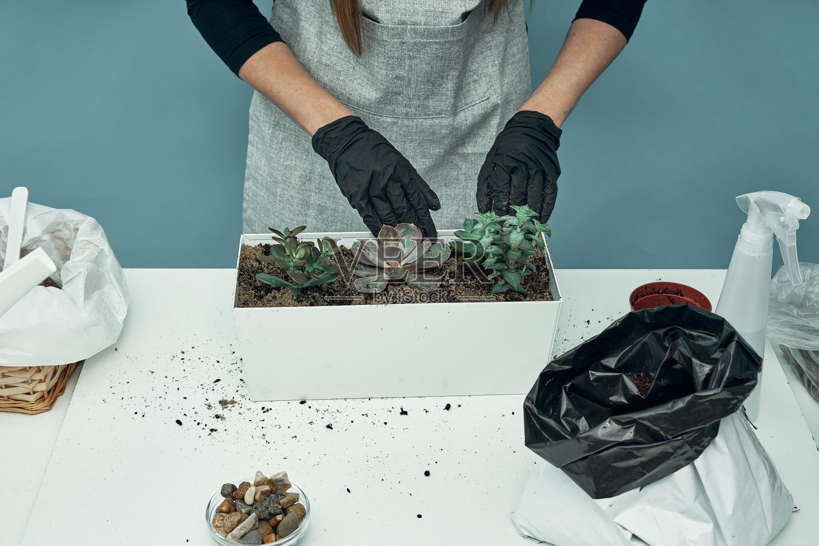女孩在土壤和花盆里种植室内植物和花卉。植物护理和维护。的爱好。照片摄影图片