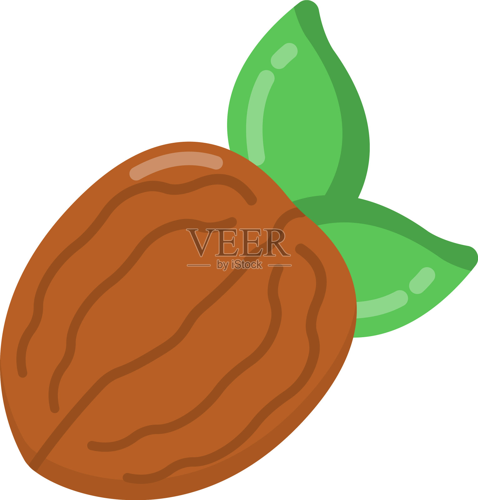 胡桃木插画图片素材