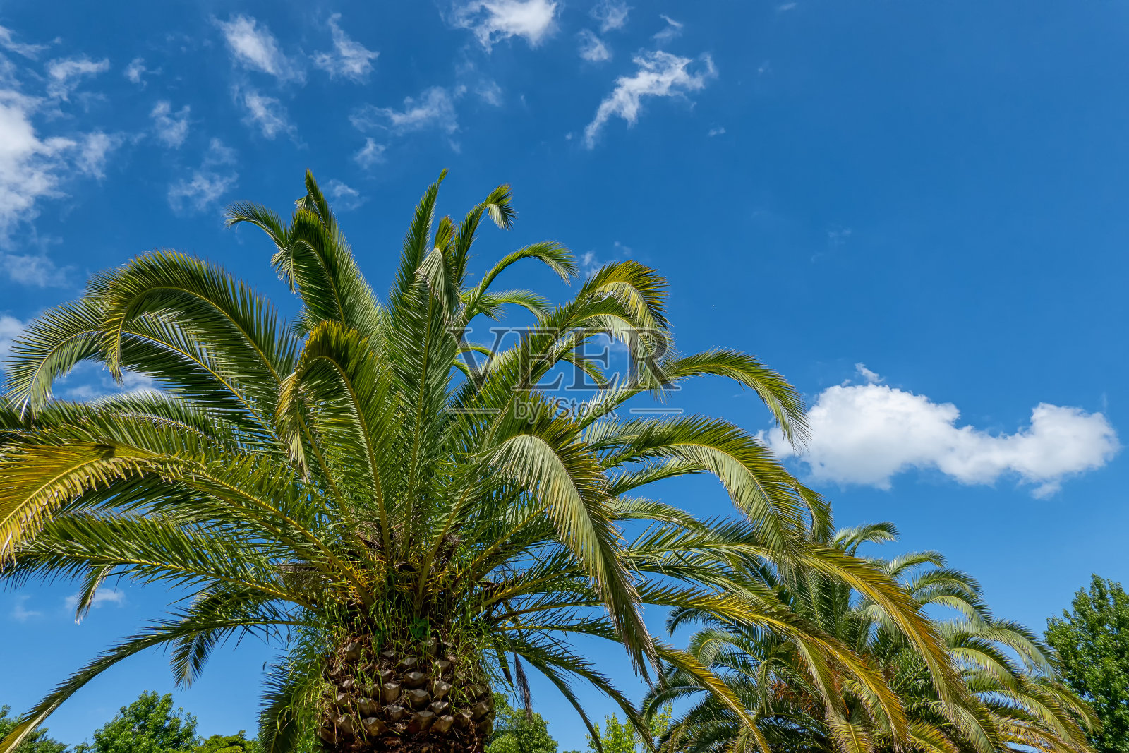 棕榈树映衬着晴朗的天空照片摄影图片