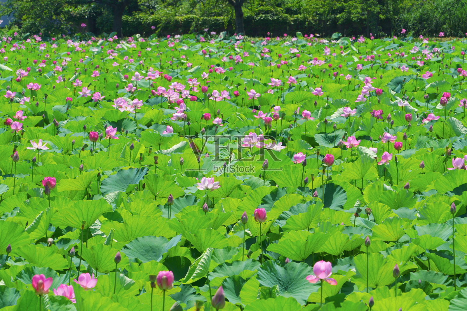 日本新泻市中越市高田公园的荷花照片摄影图片