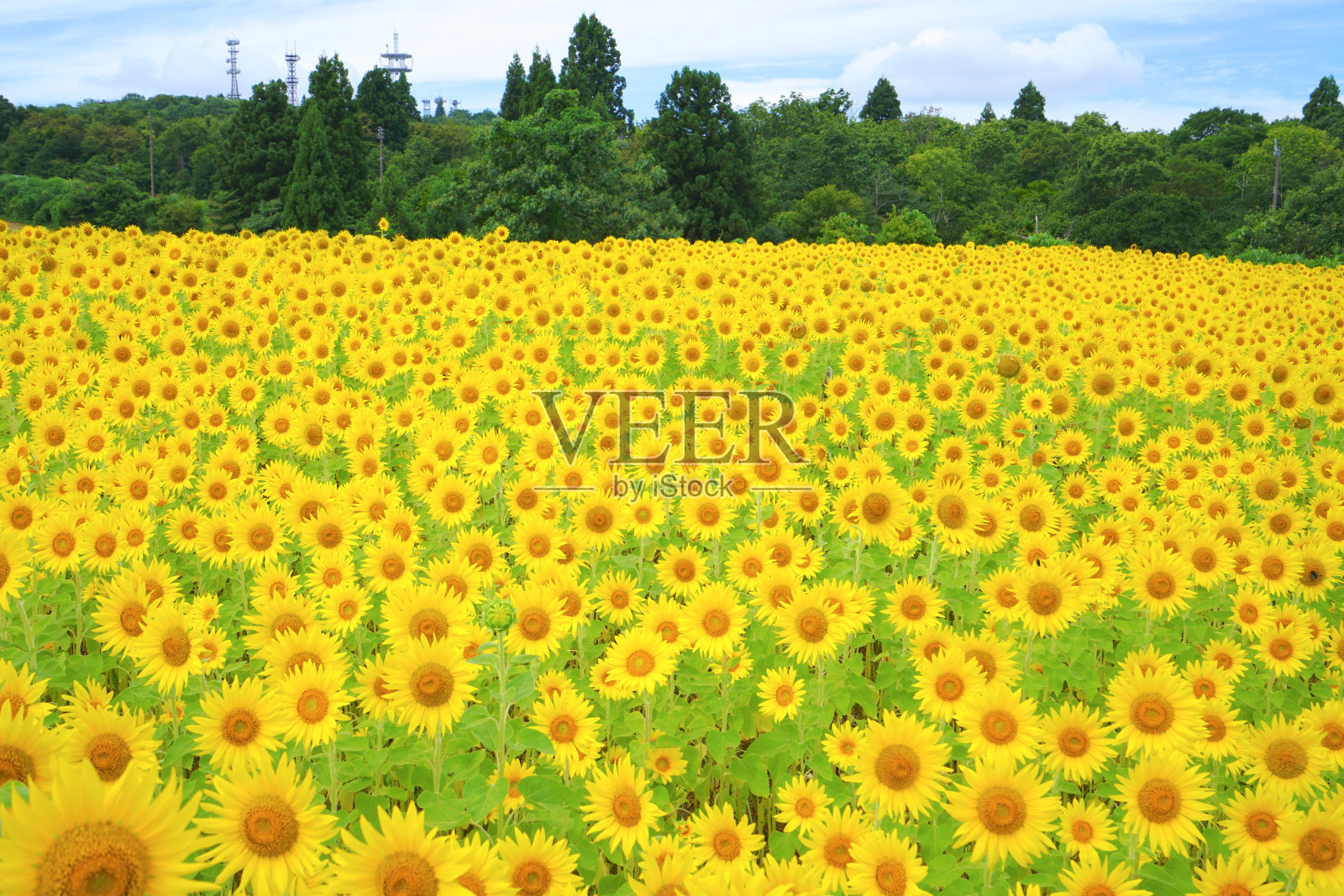 向日葵田，小次屋市，新泻县，日本照片摄影图片