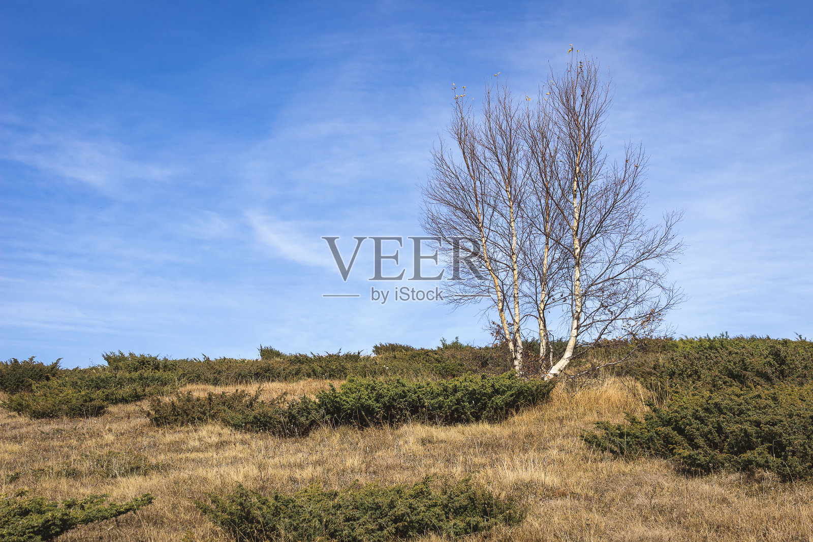 山顶上孤零零的白桦树，周围环绕着杜松丛和干燥的秋草照片摄影图片