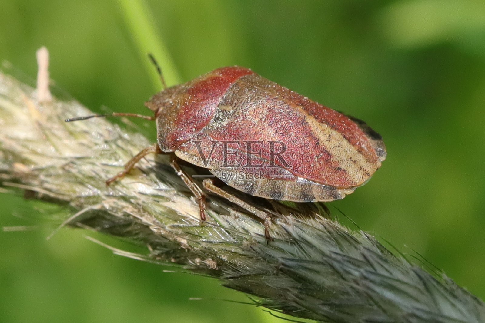 浆果虫（多利科里斯百科虫）照片摄影图片