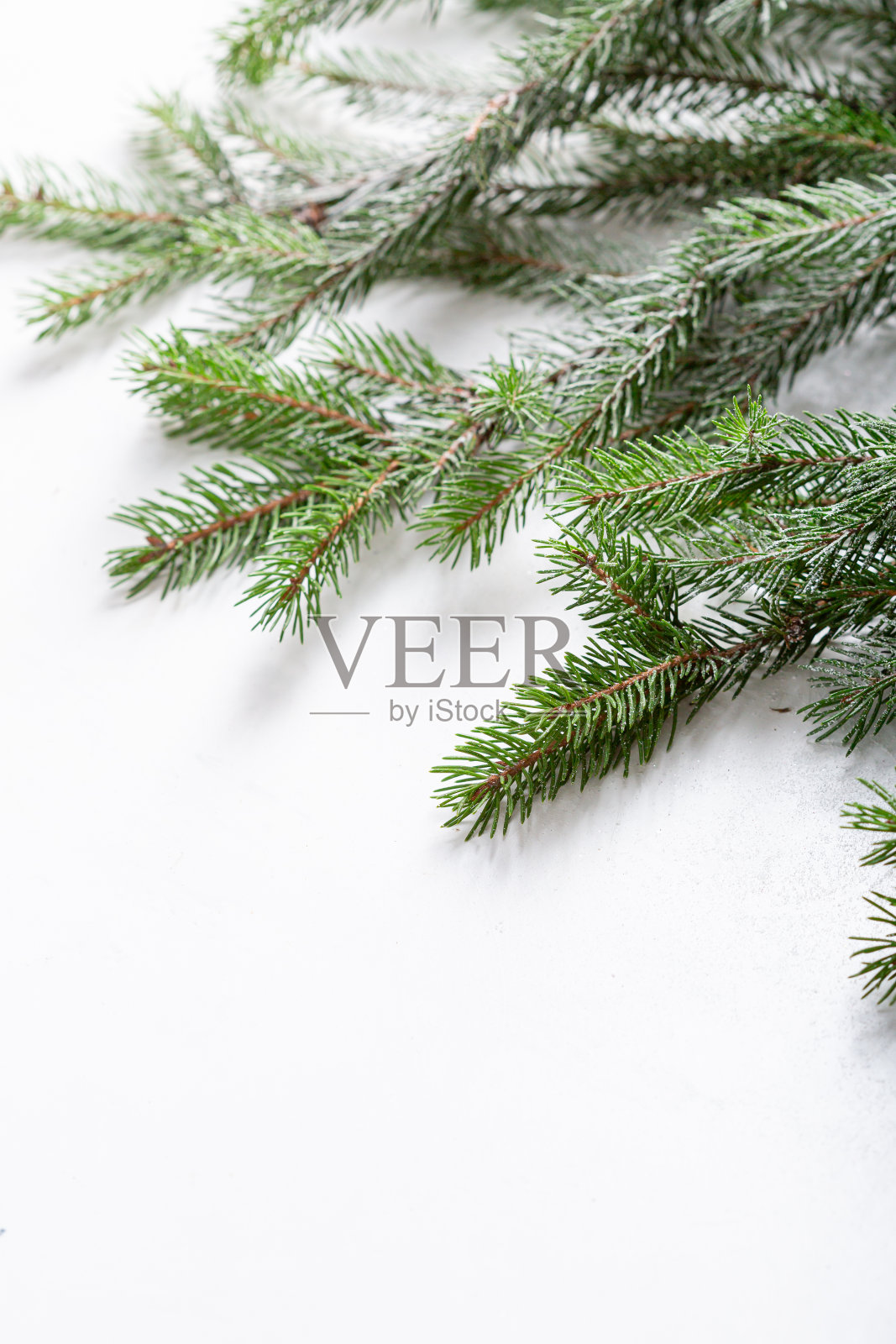 白色假日背景上的绿色枝圣诞节概念与复制空间照片摄影图片