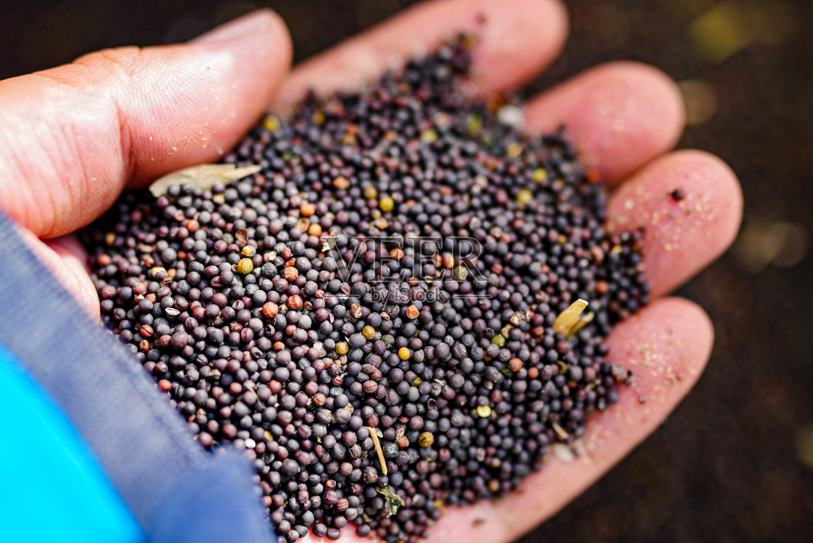 菜籽油是农业收获植物油的重要原料照片摄影图片