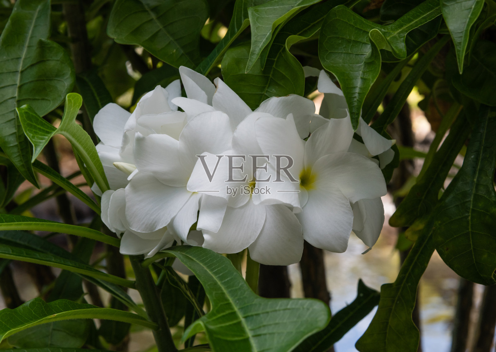 夏威夷瓦胡岛上的白色鸡蛋花照片摄影图片