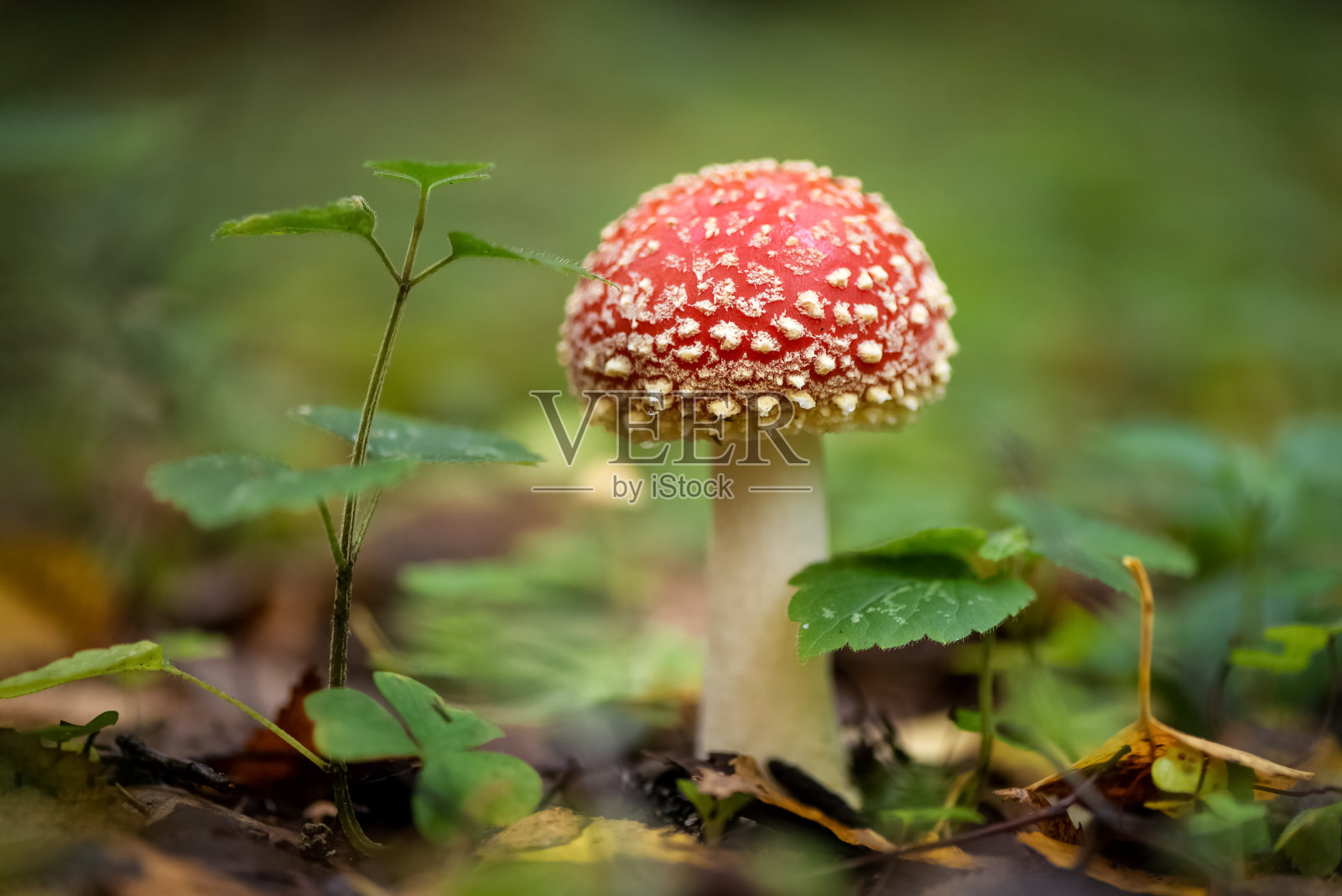 秋天森林里的毒蝇木耳照片摄影图片