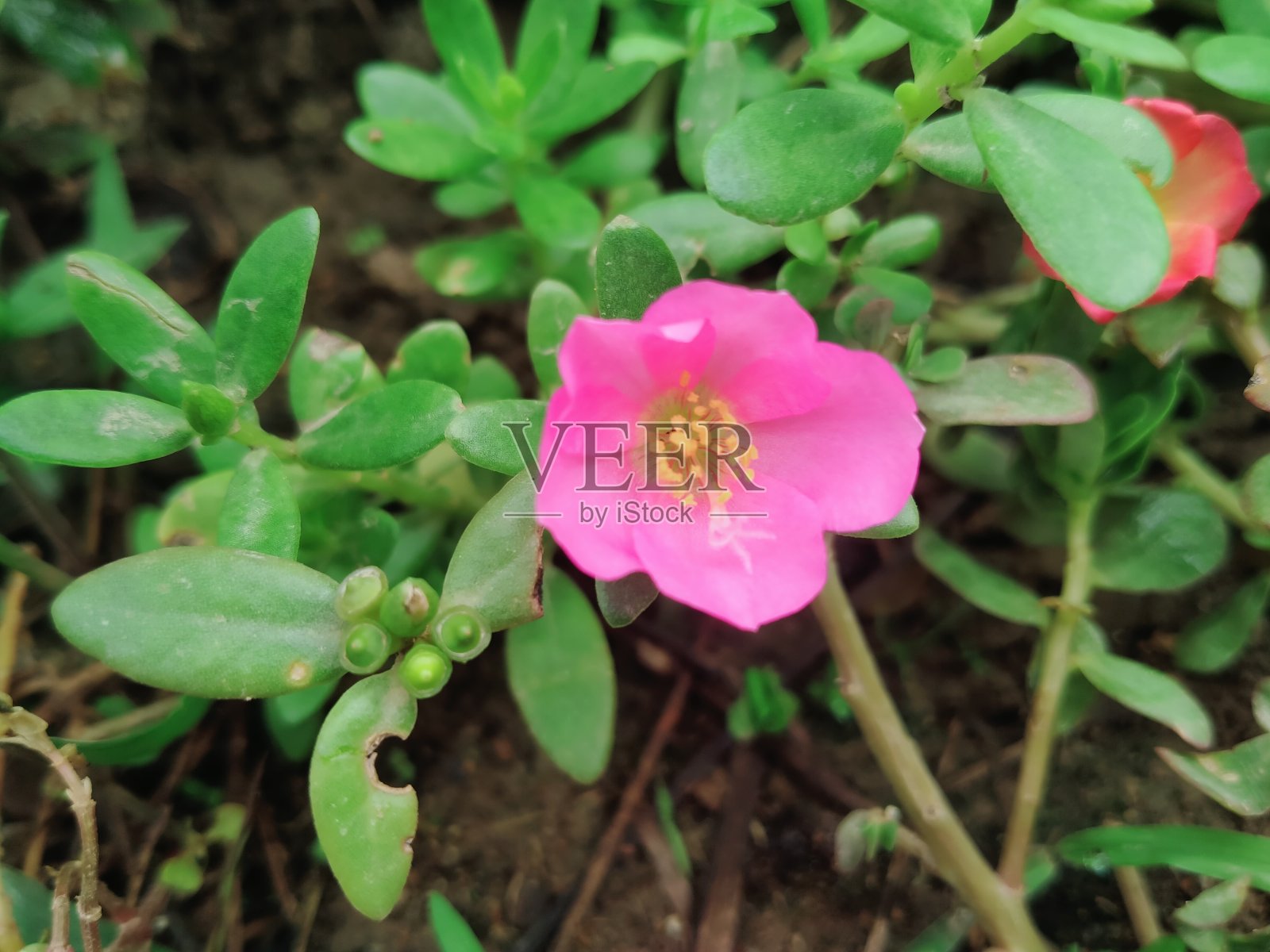 野生的紫色的花照片摄影图片