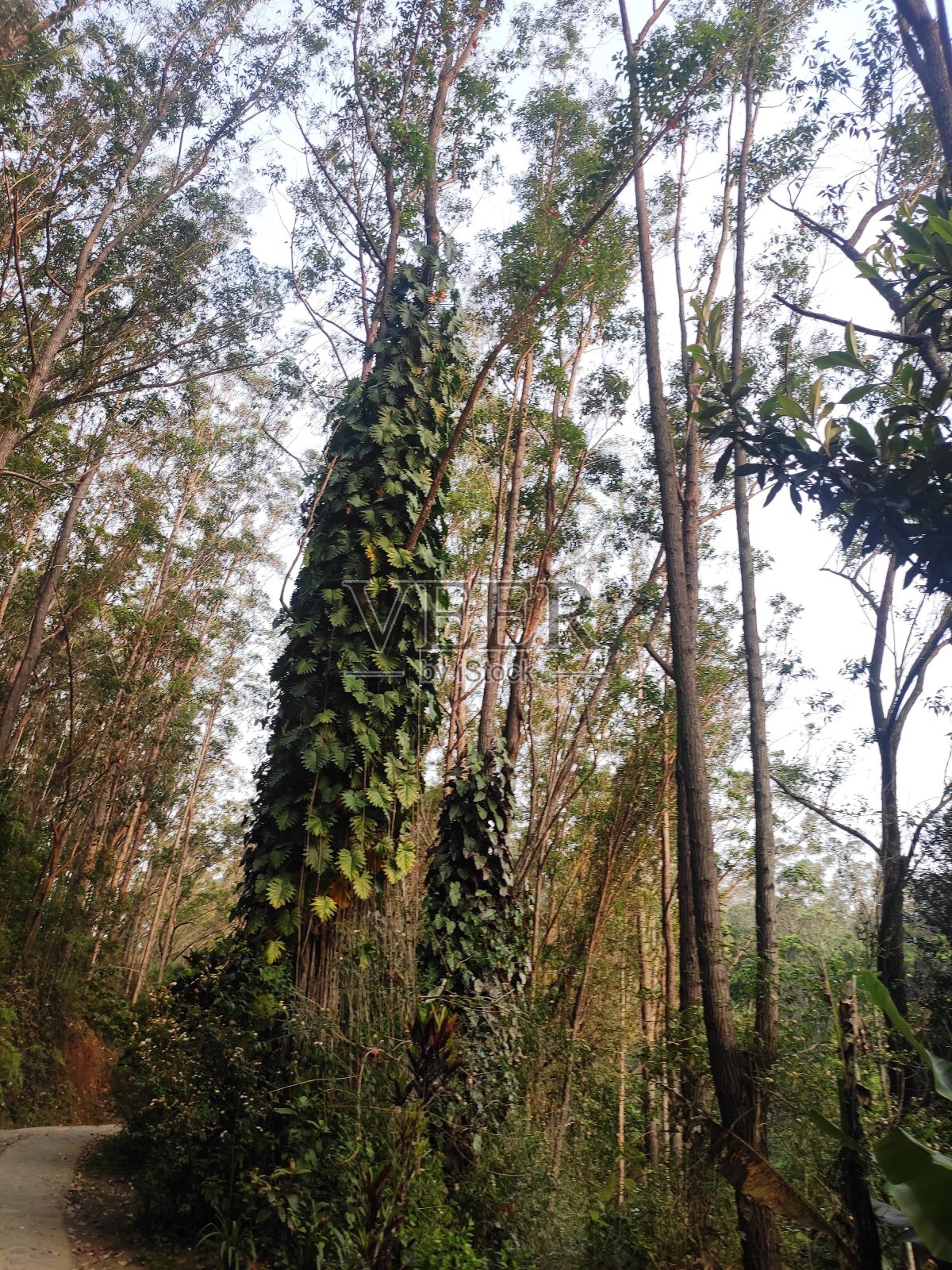 马达加斯加自然照片摄影图片
